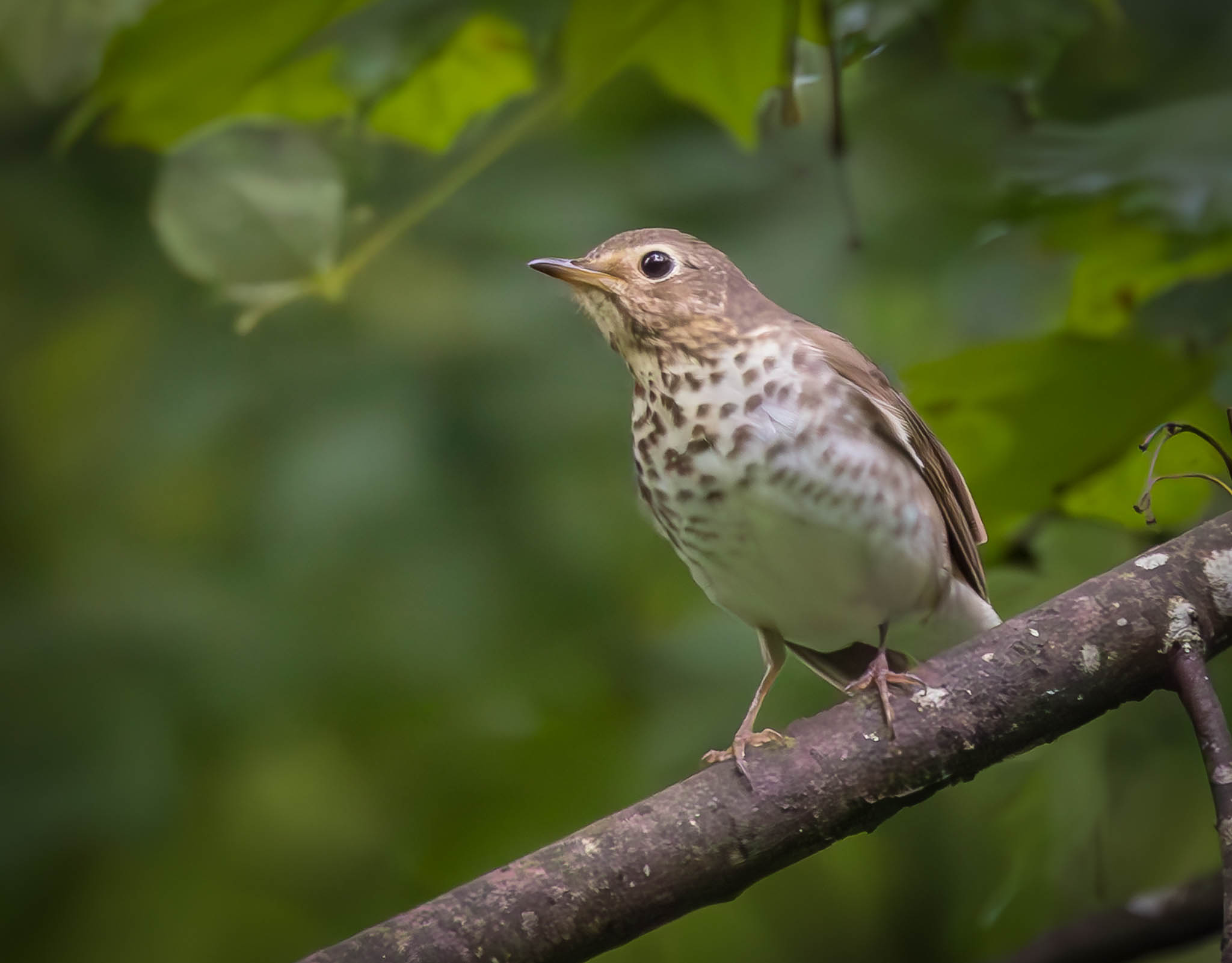 Swainson's Thrush