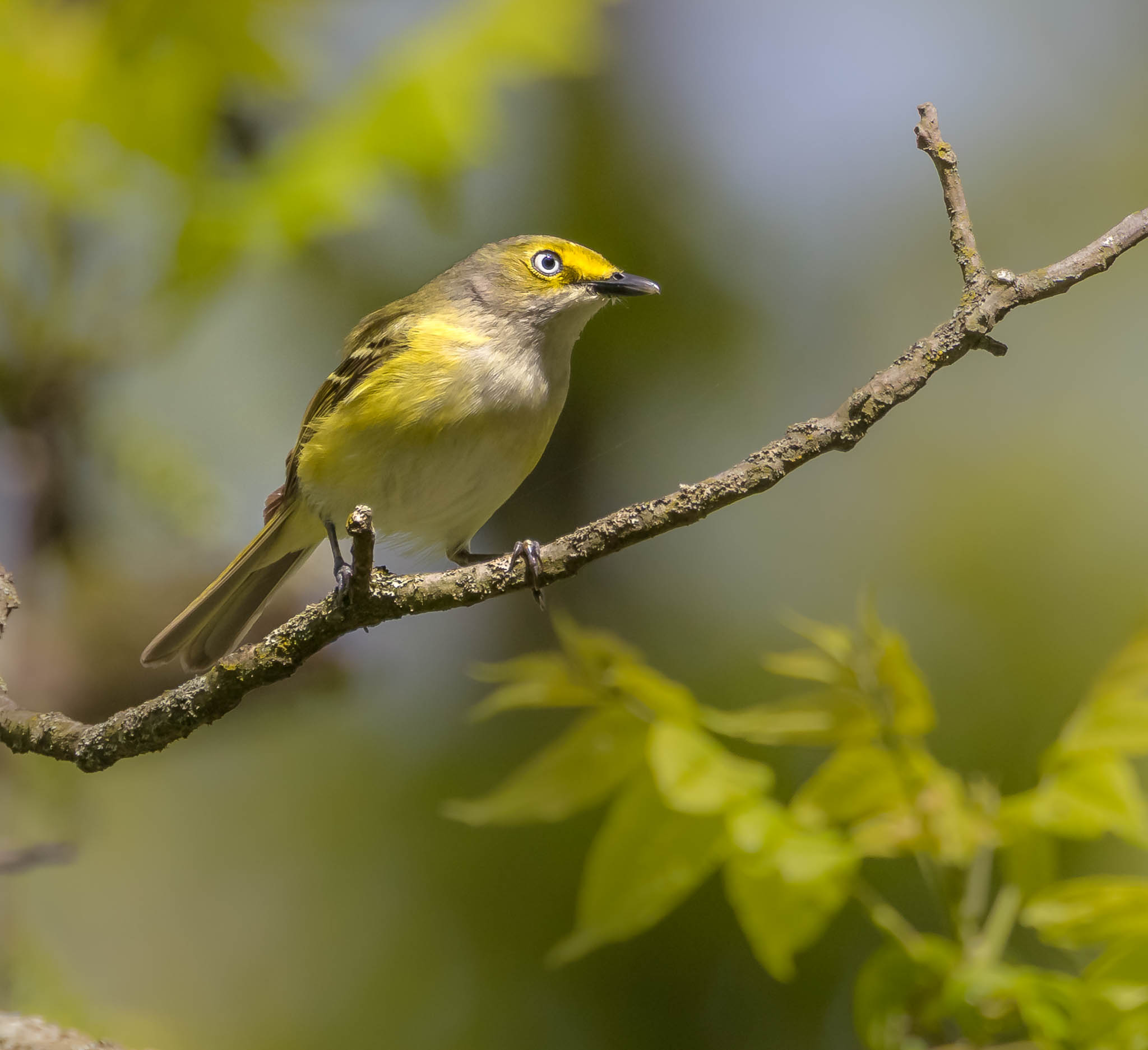 White Eyed Vireo