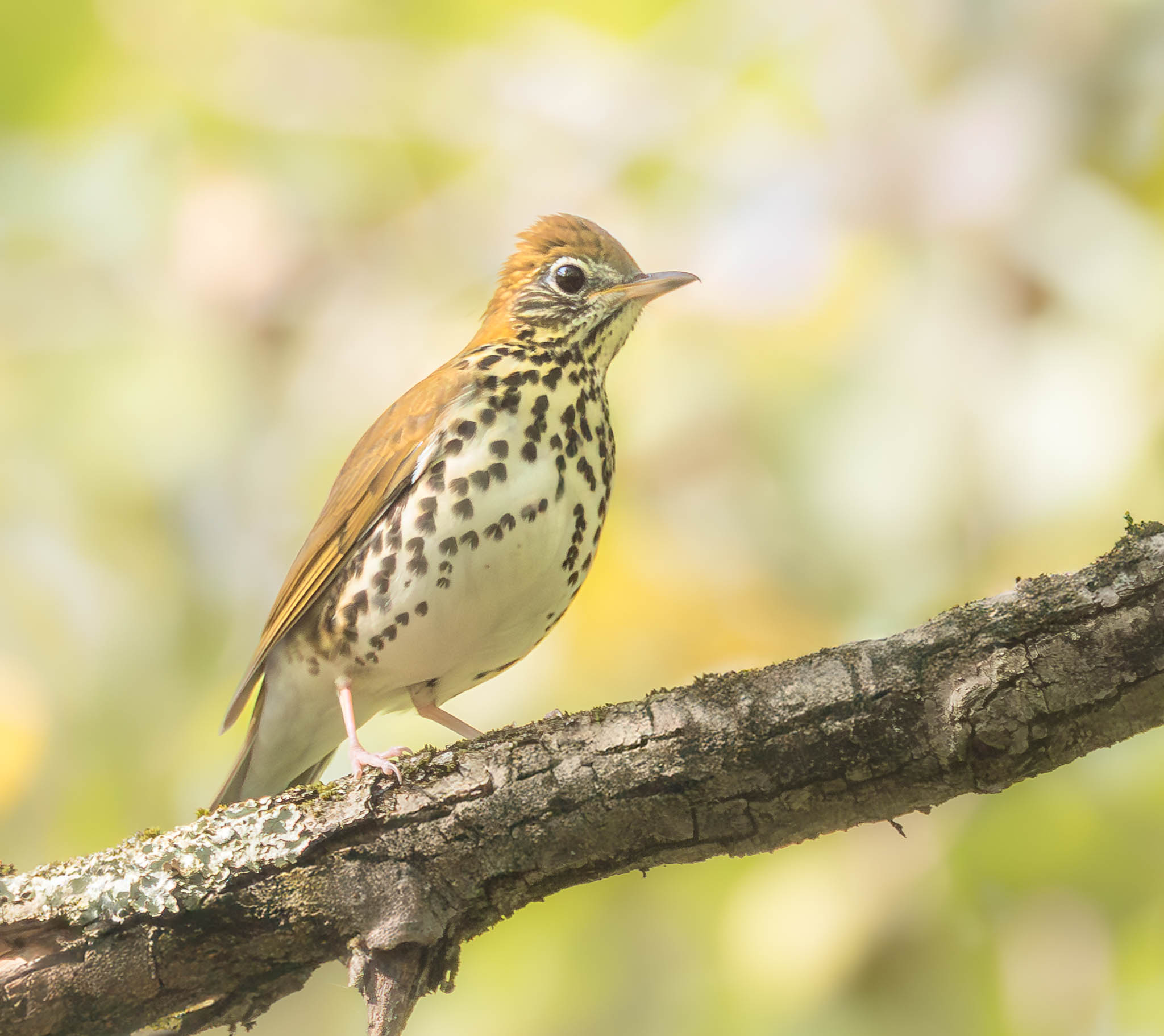 Wood Thrush
