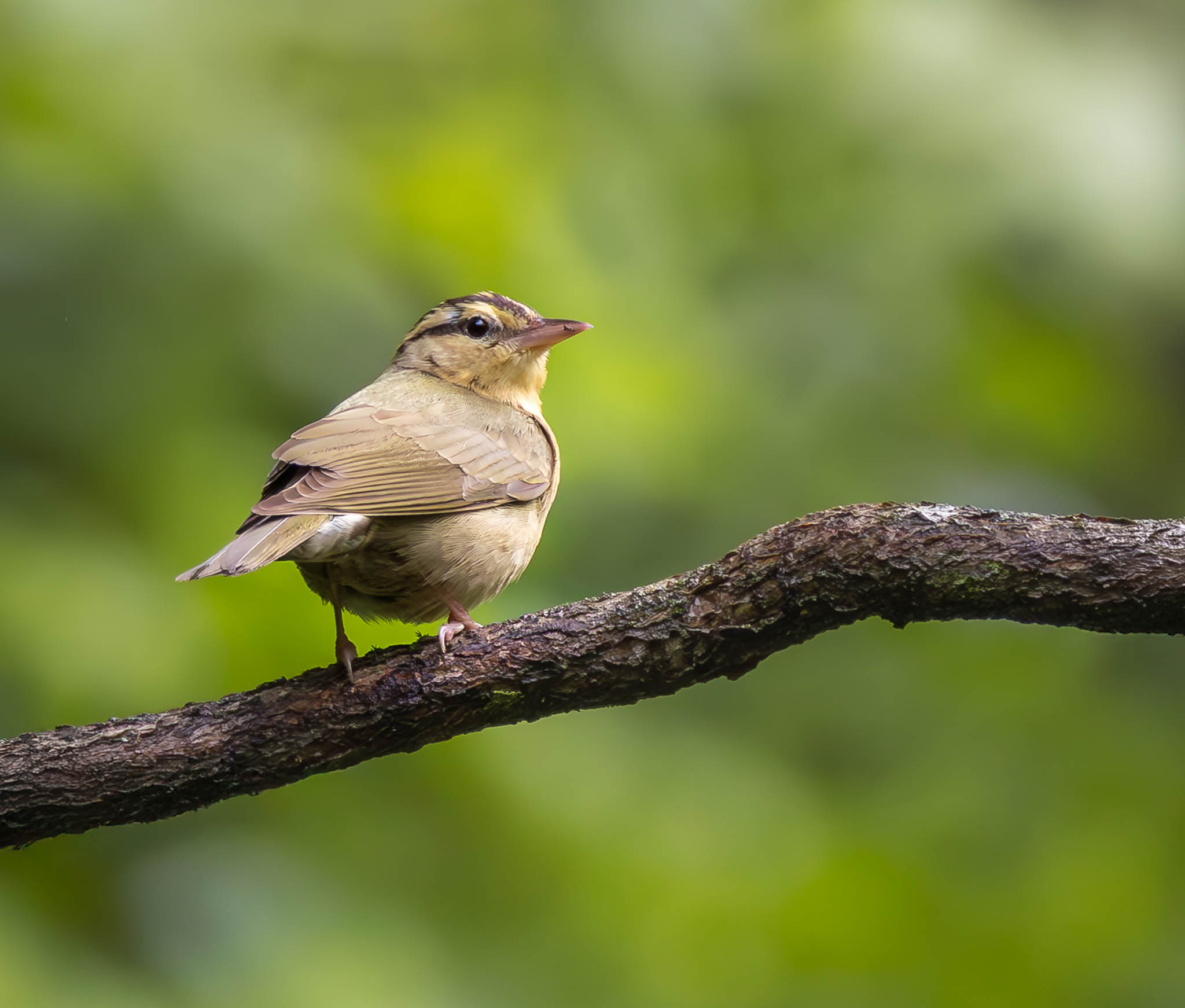 Worm Eating Warbler