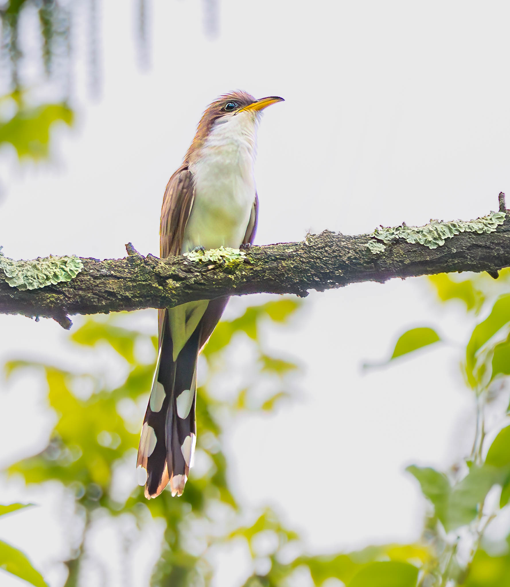 Yellow Billed Cuckoo