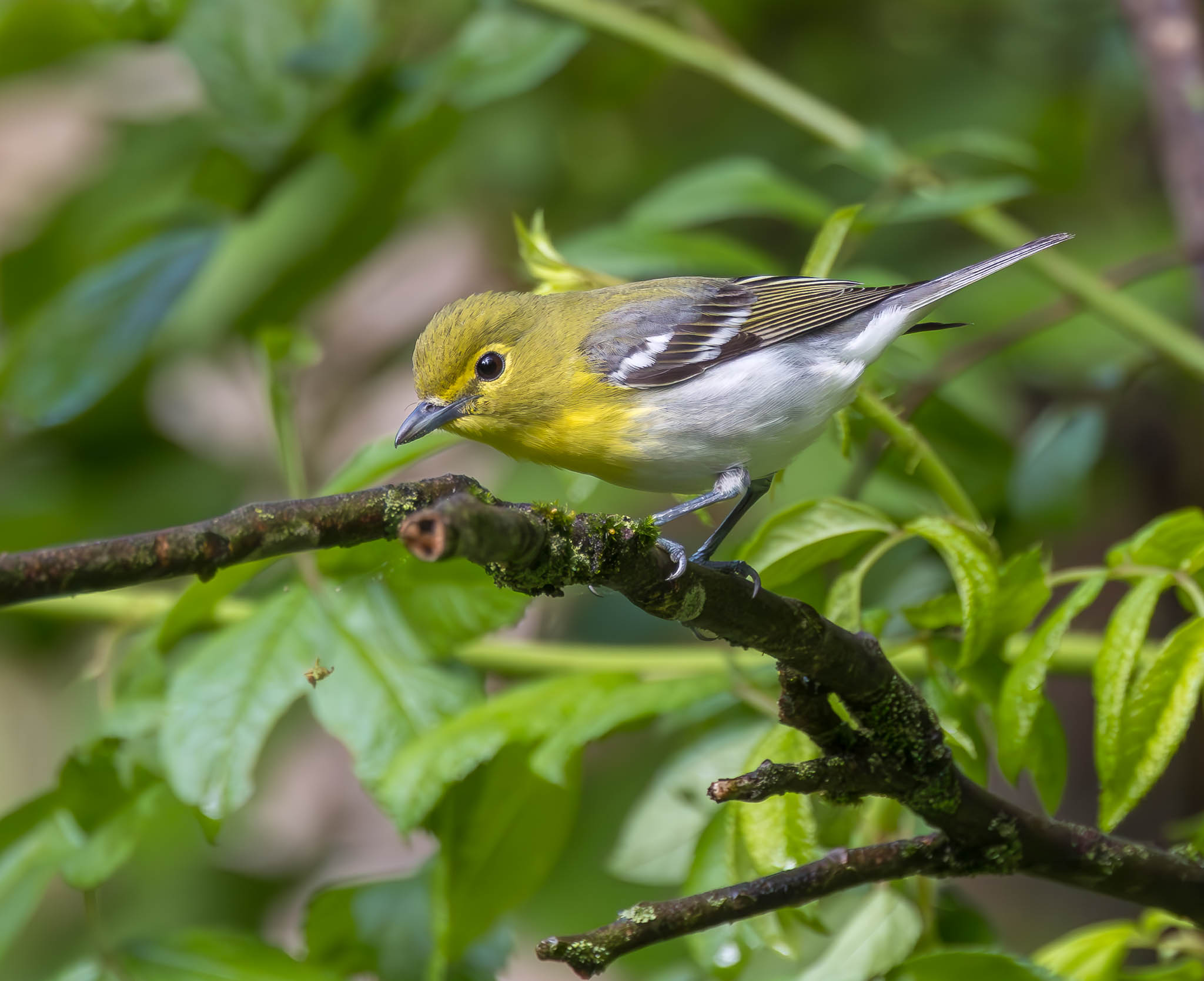 Yellow Throated Vireo