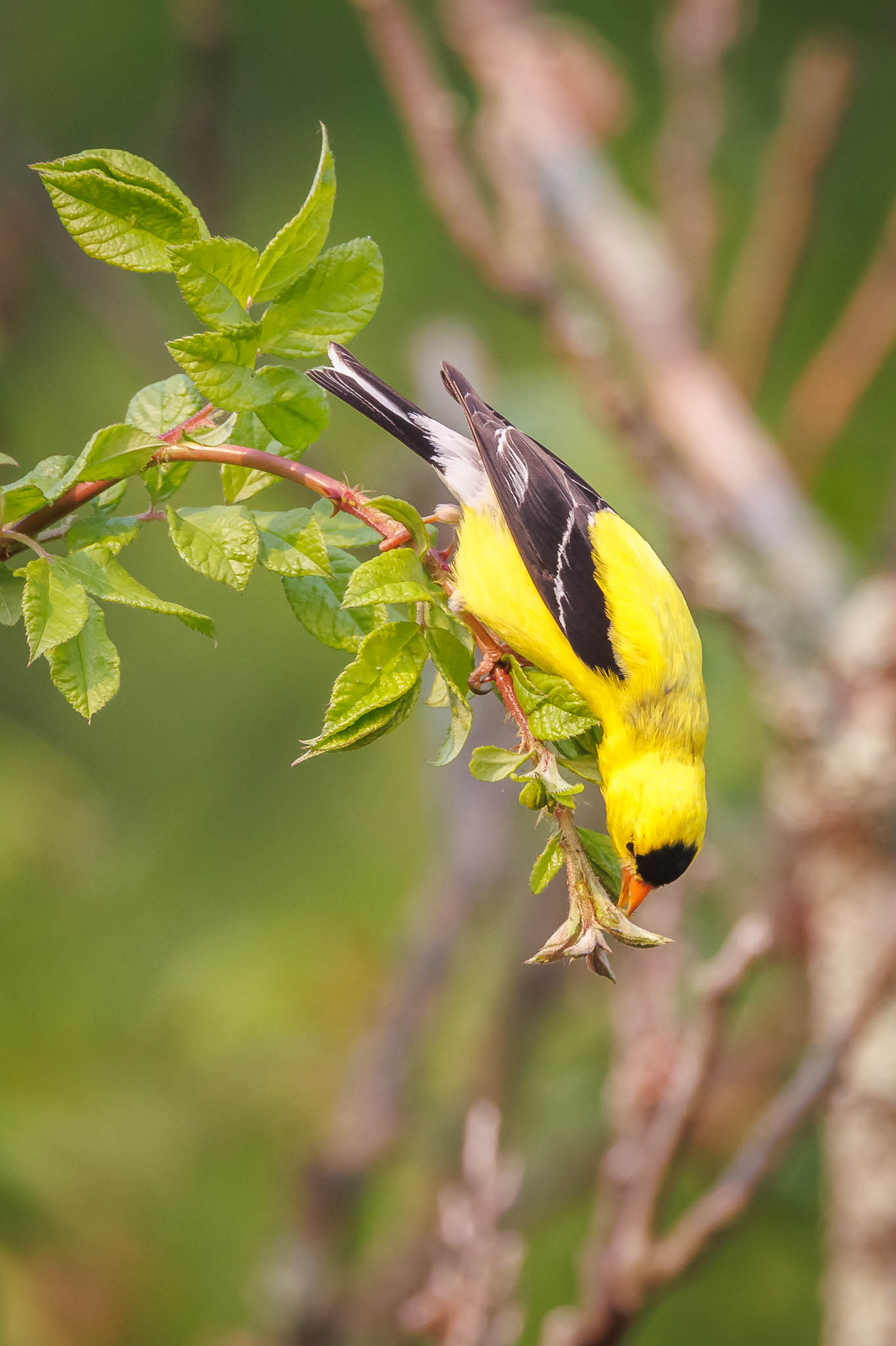 American Goldfinch