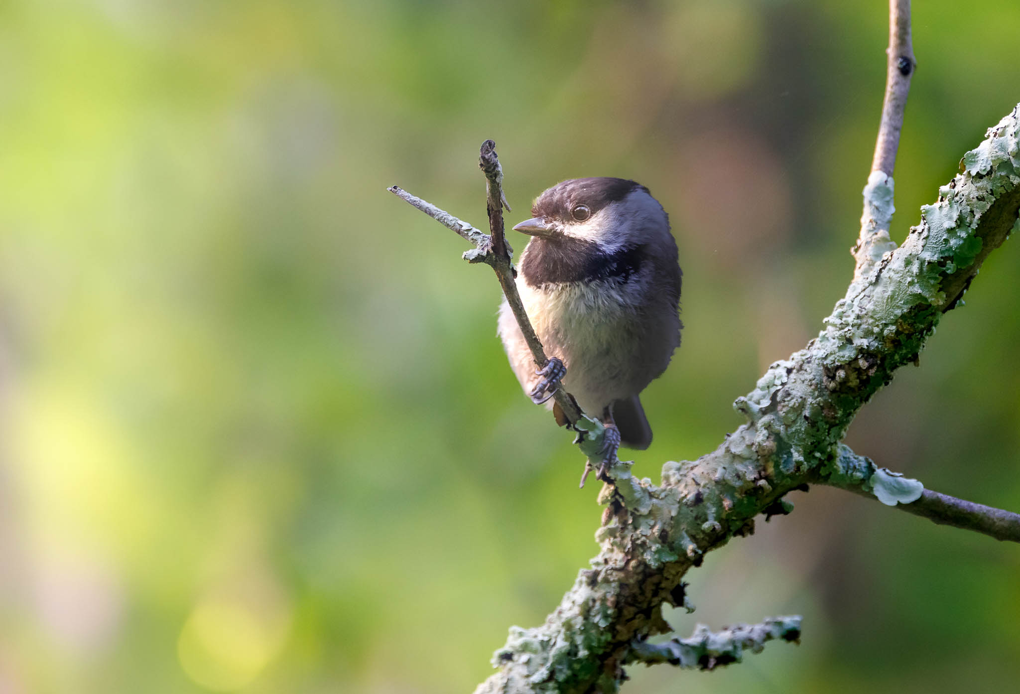 Black Capped Chickadee