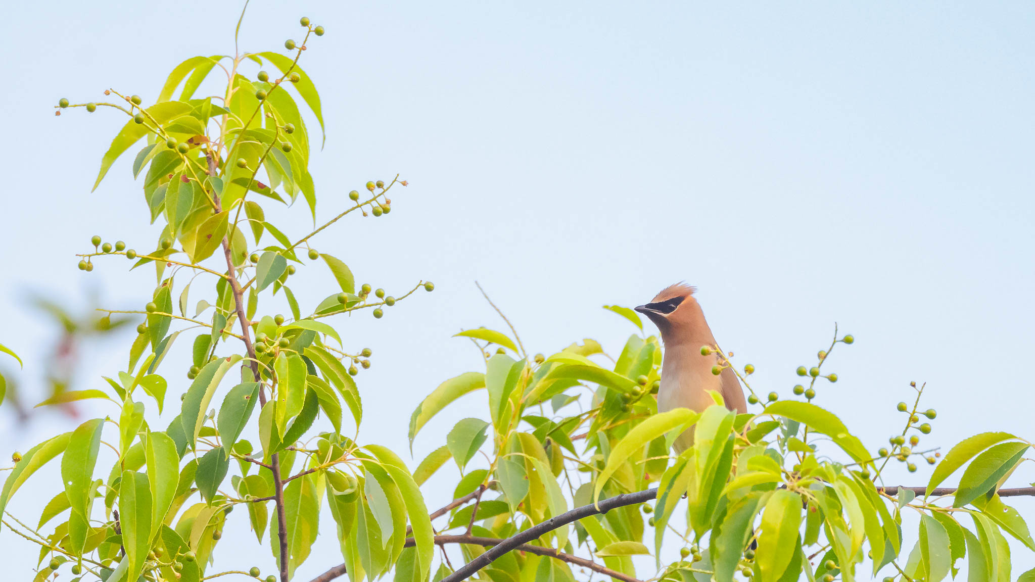 Cedar Waxwing