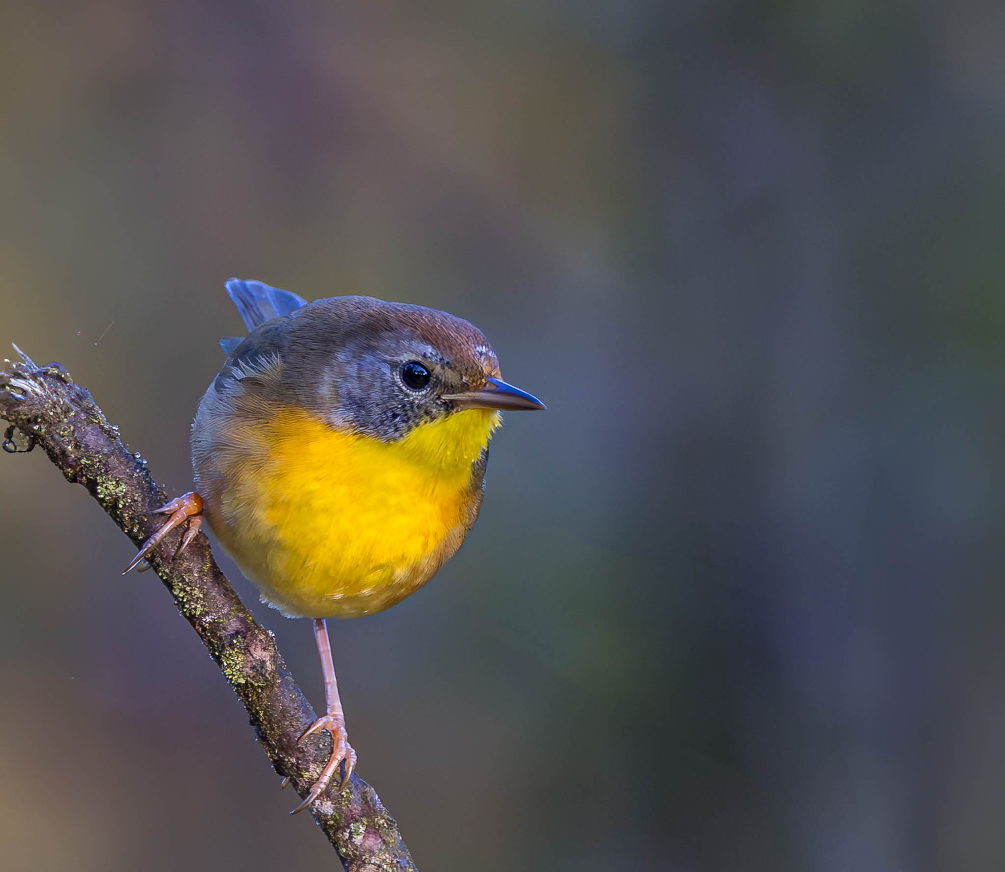 Common Yellowthroat