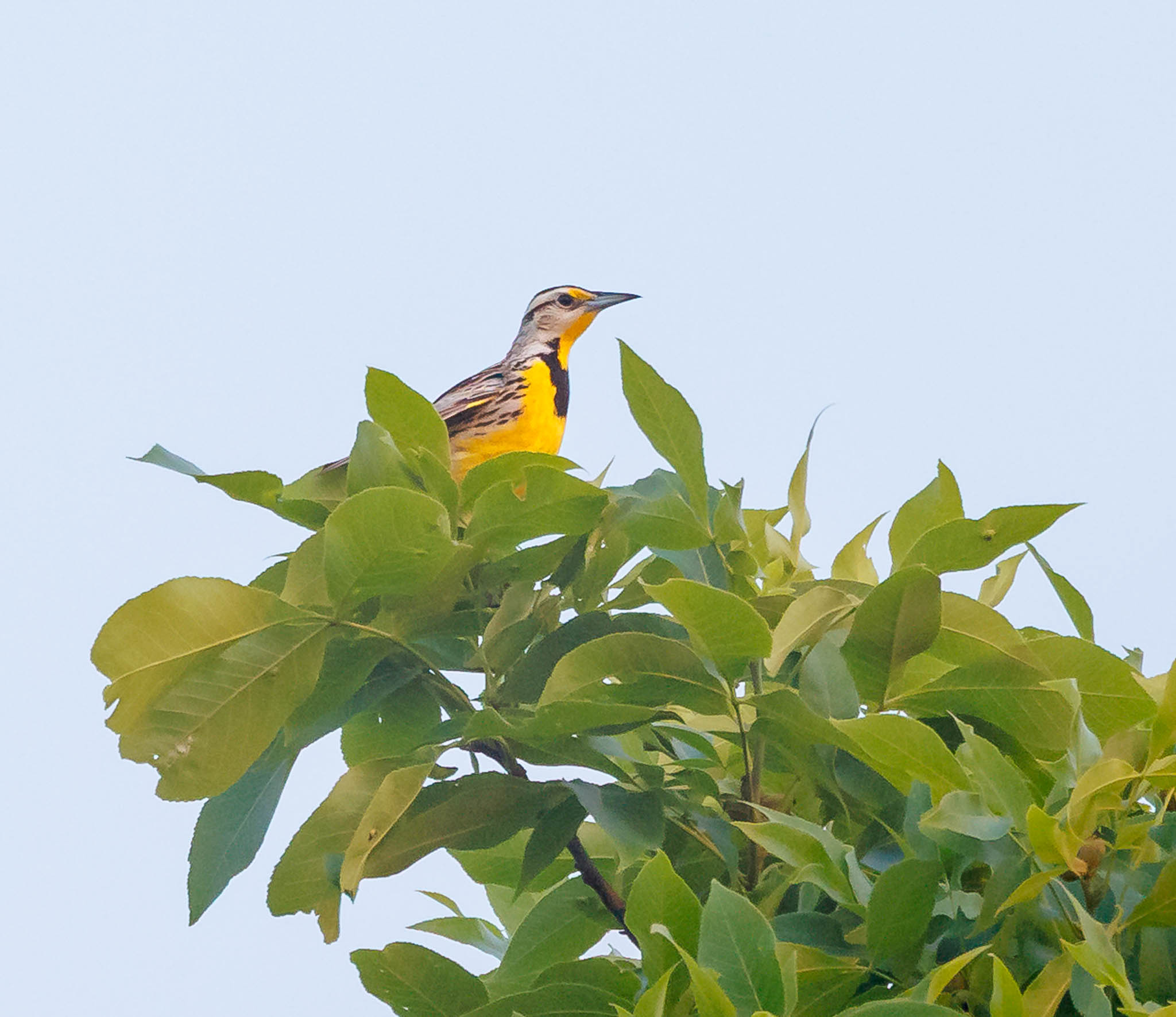 Eastern Meadowlark