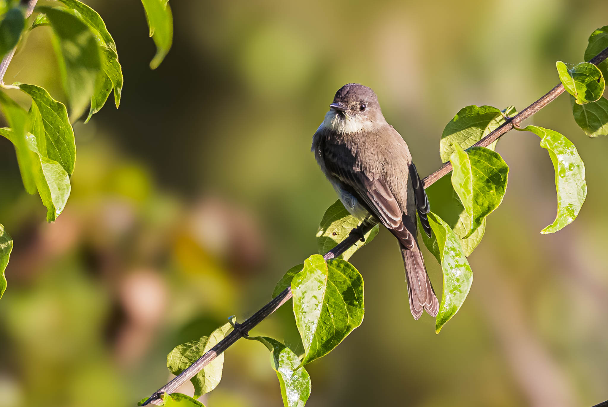 Eastern Phoebe
