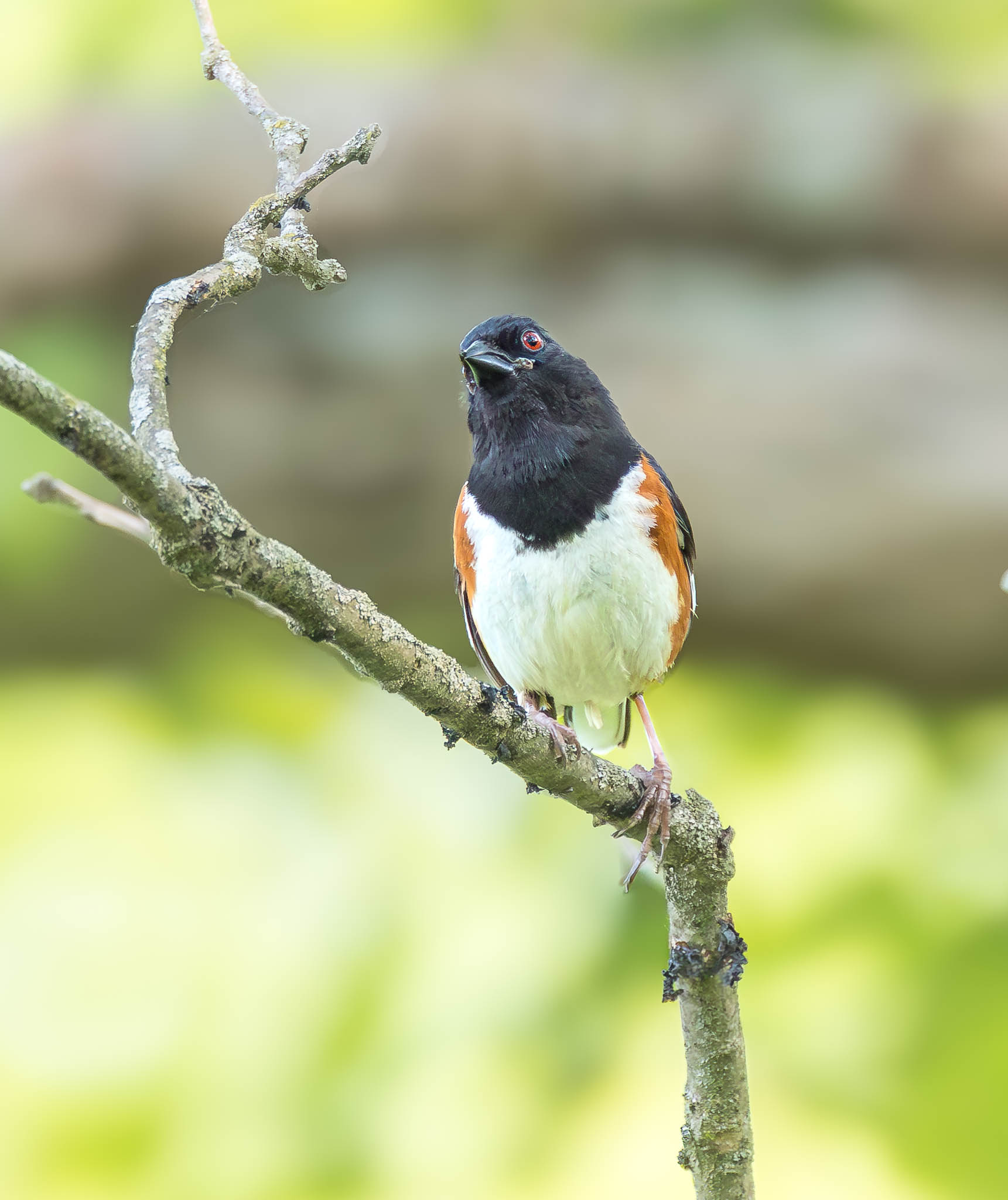 Eastern Towhee