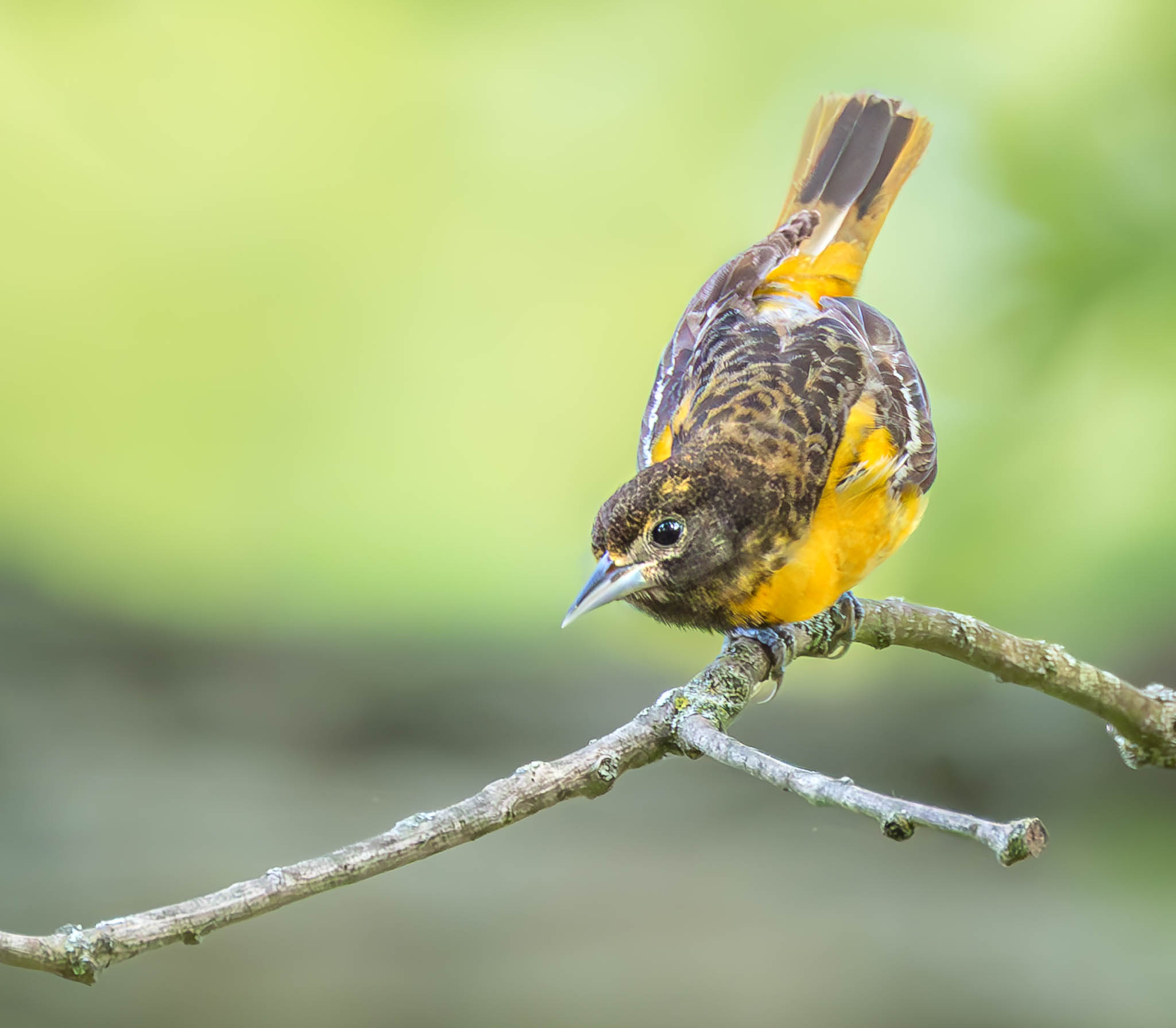 Female Baltimore Oriole