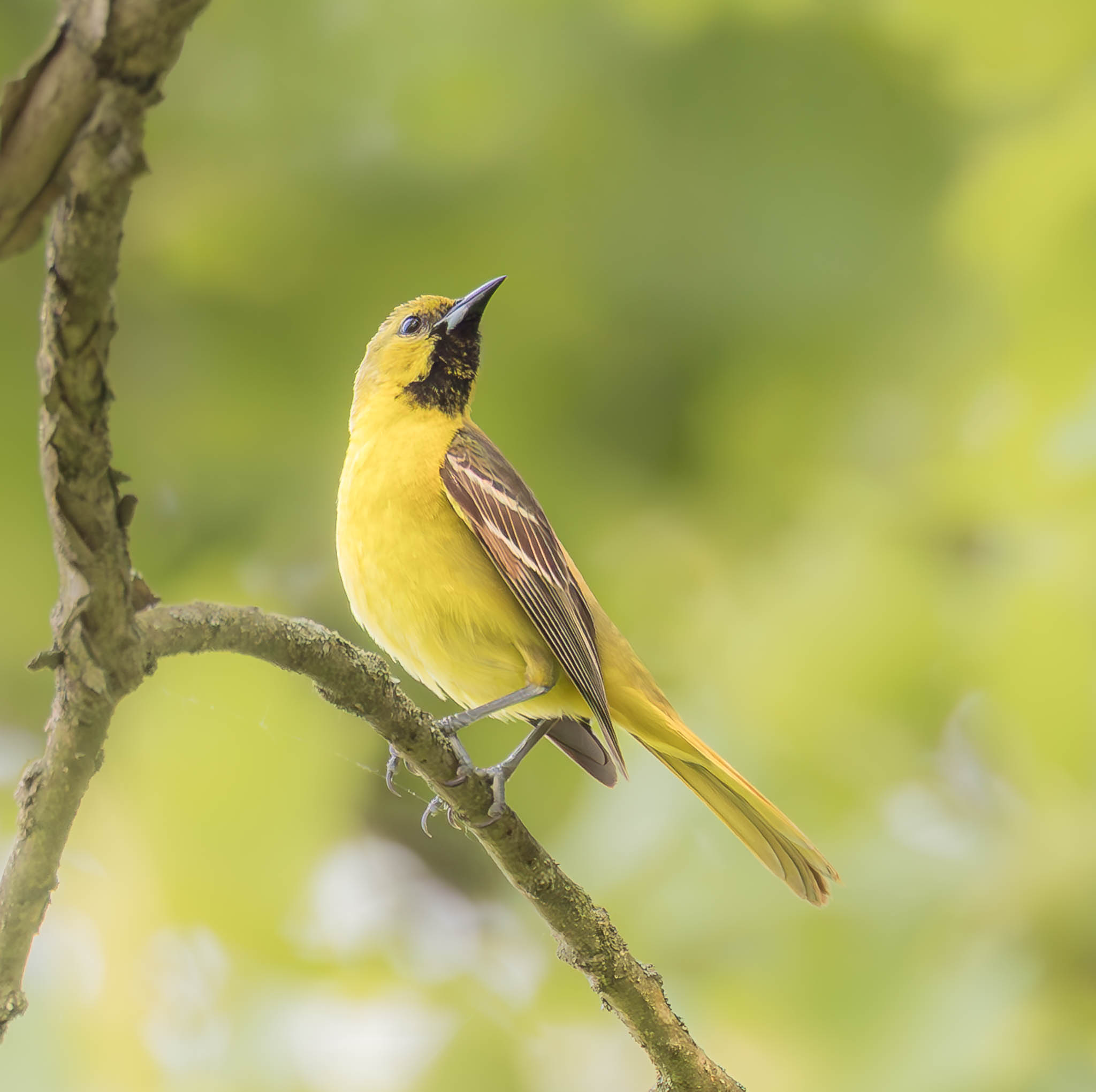 Female Orchard Oriole