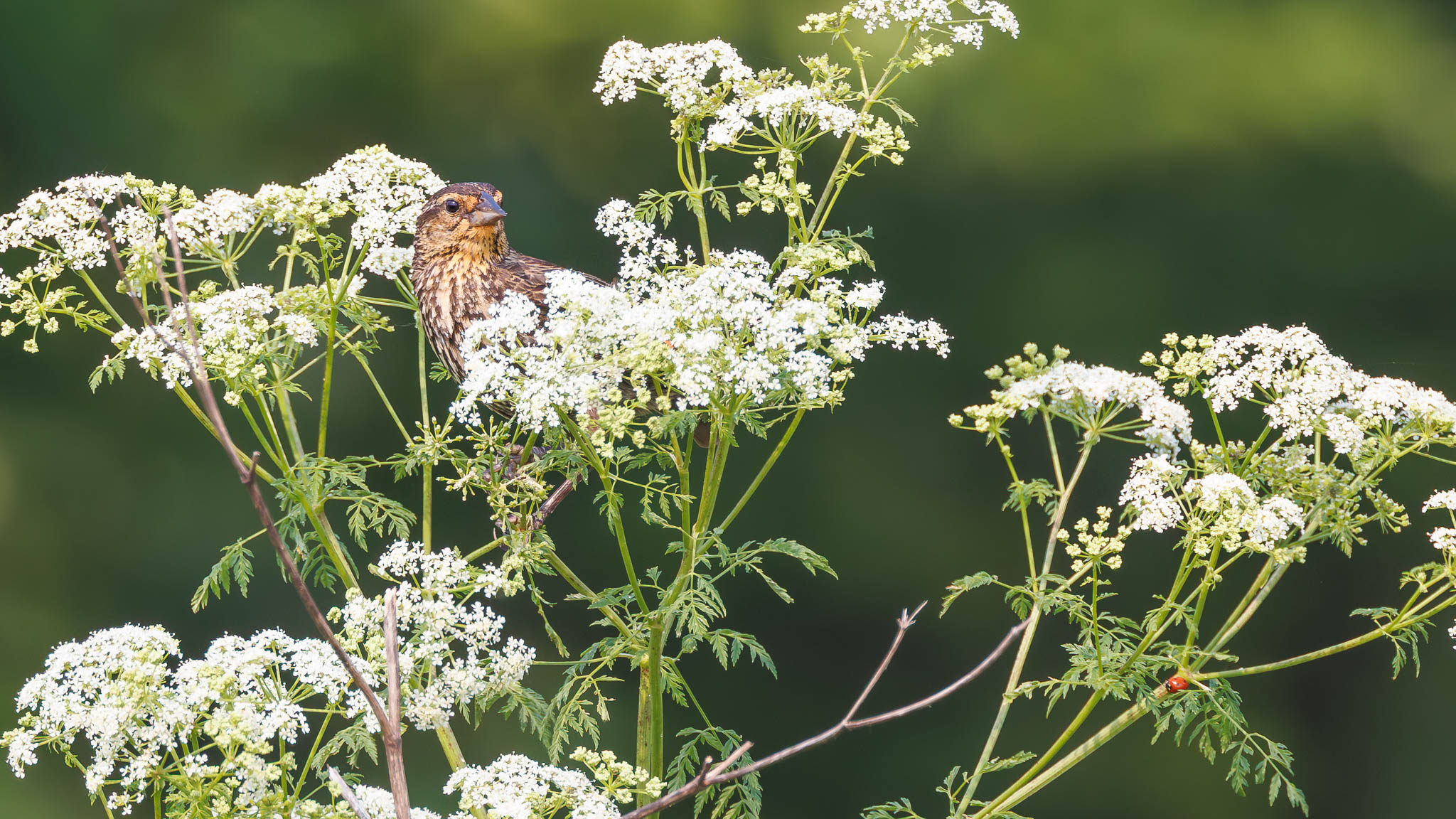 Female Red Winged Blackbird