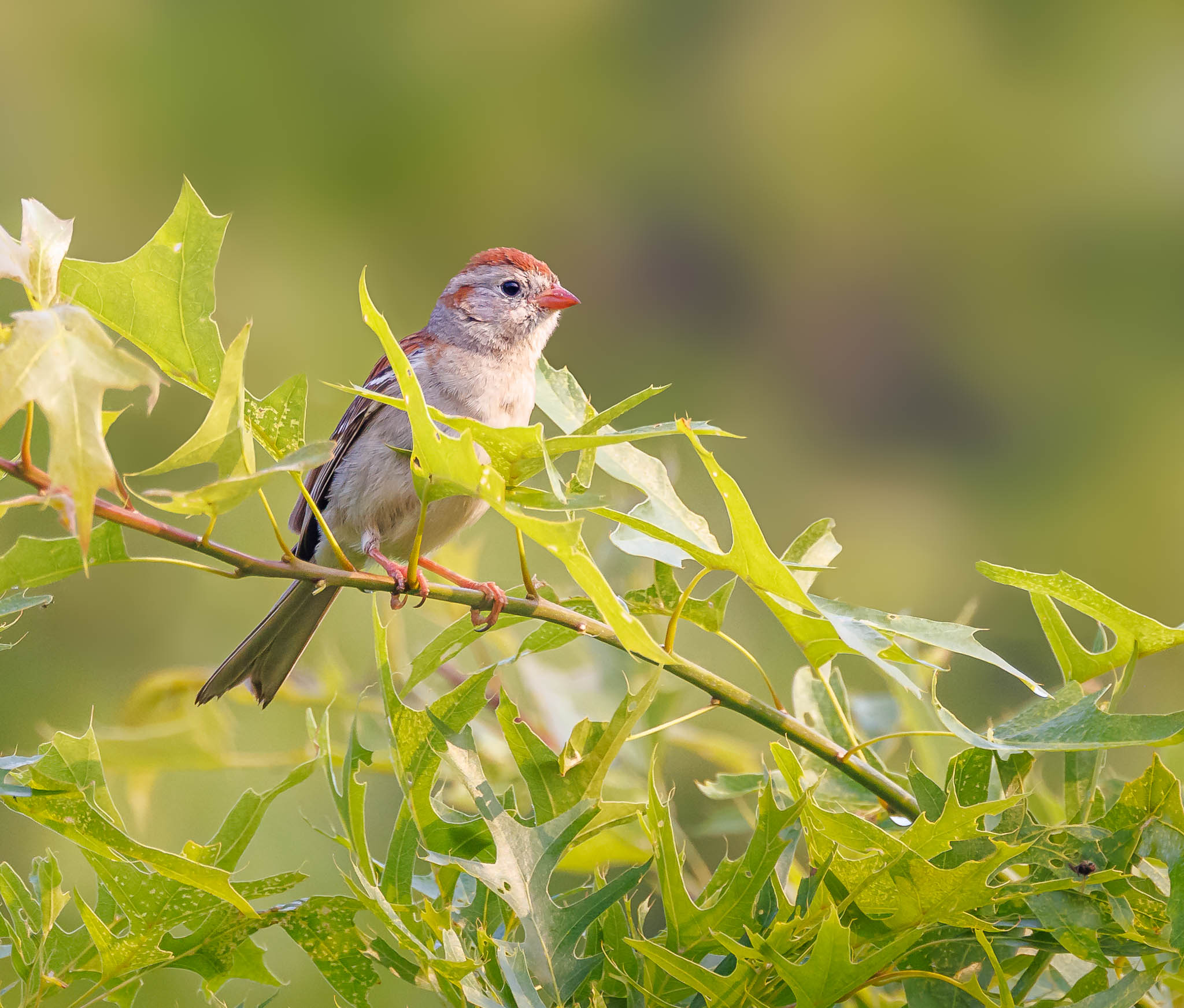 Field Sparrow