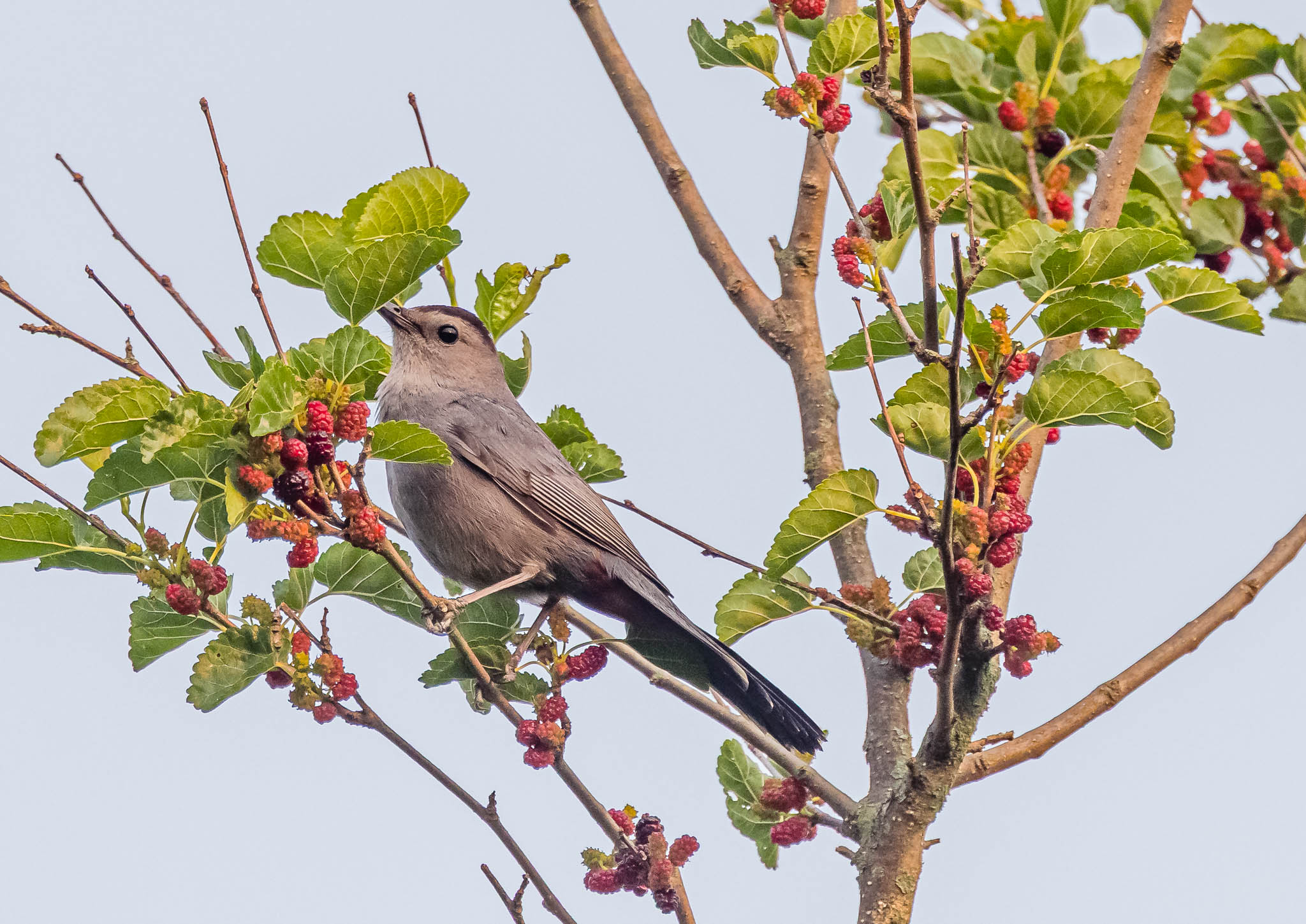 Gray Catbird