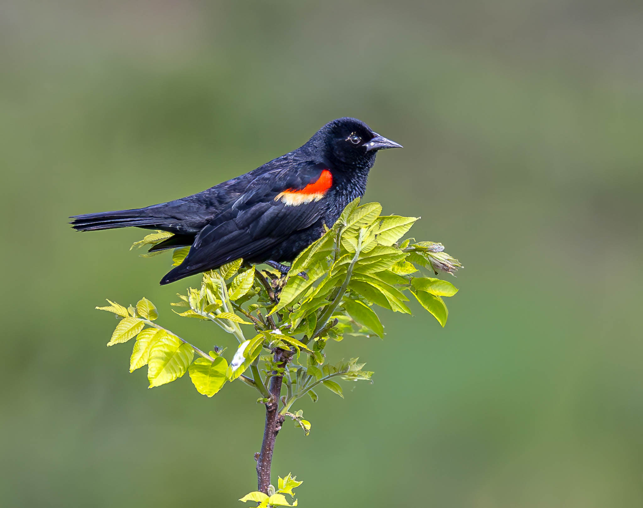 Male Red Winged Blackbird