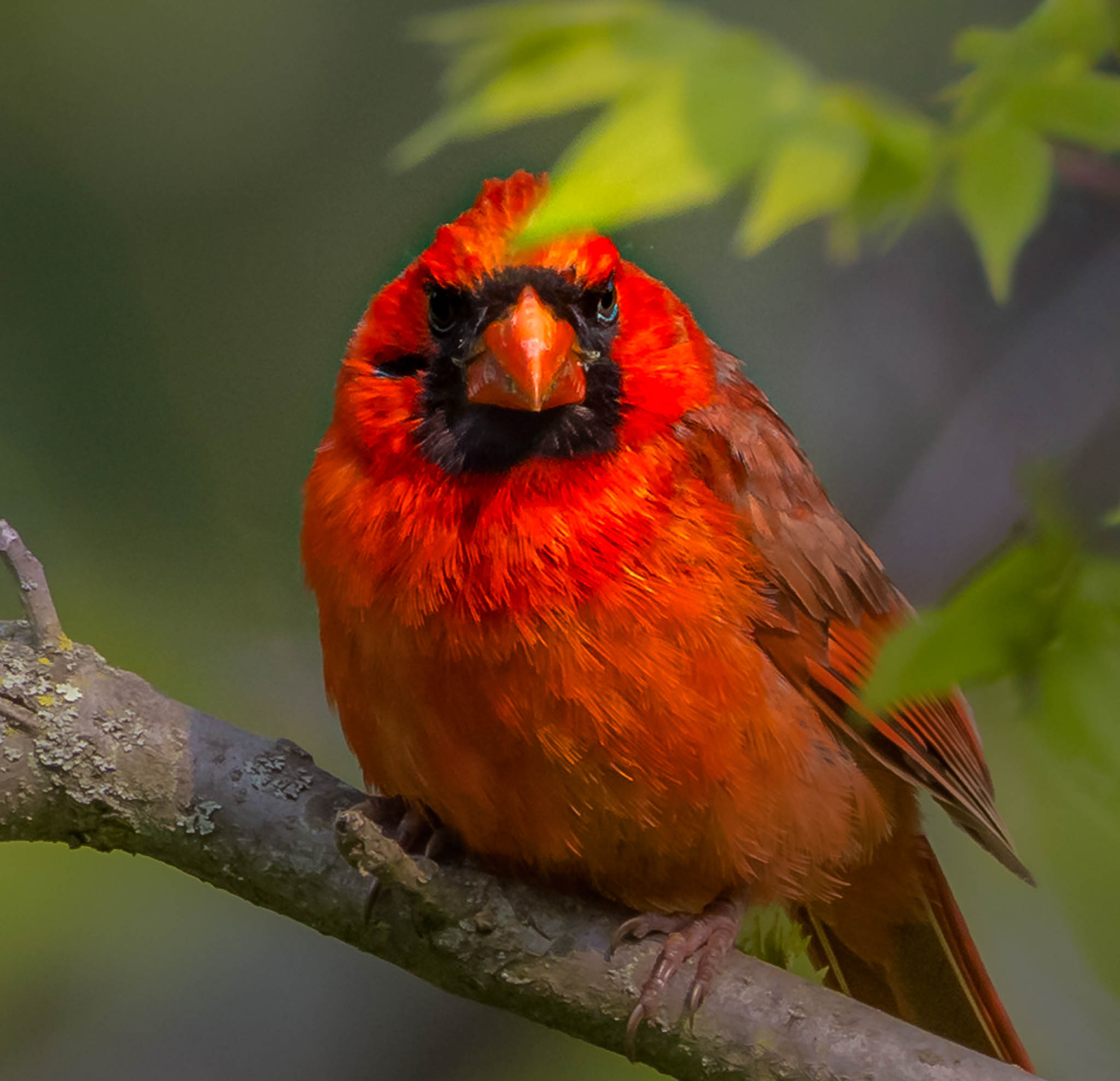 Northern Cardinal