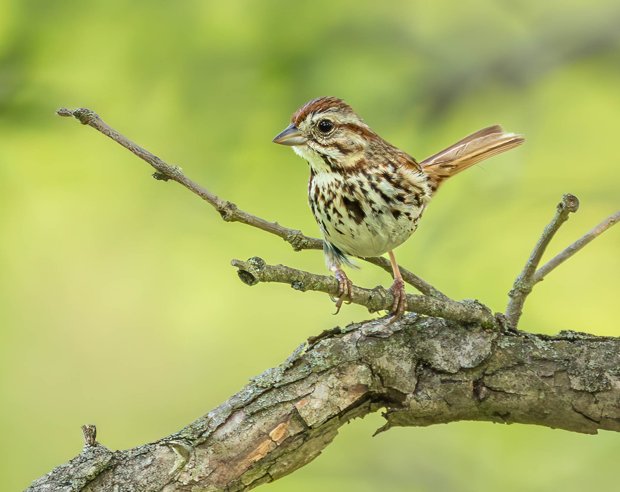 Song Sparrow
