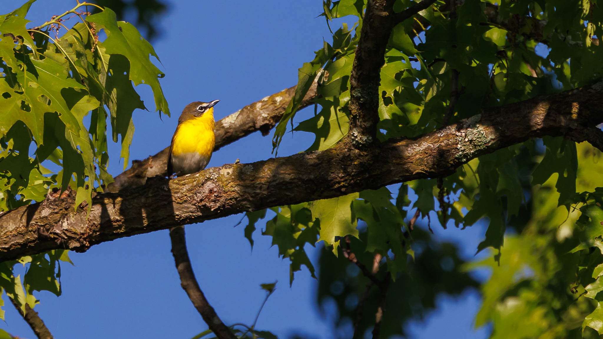 Yellow Breasted Chat