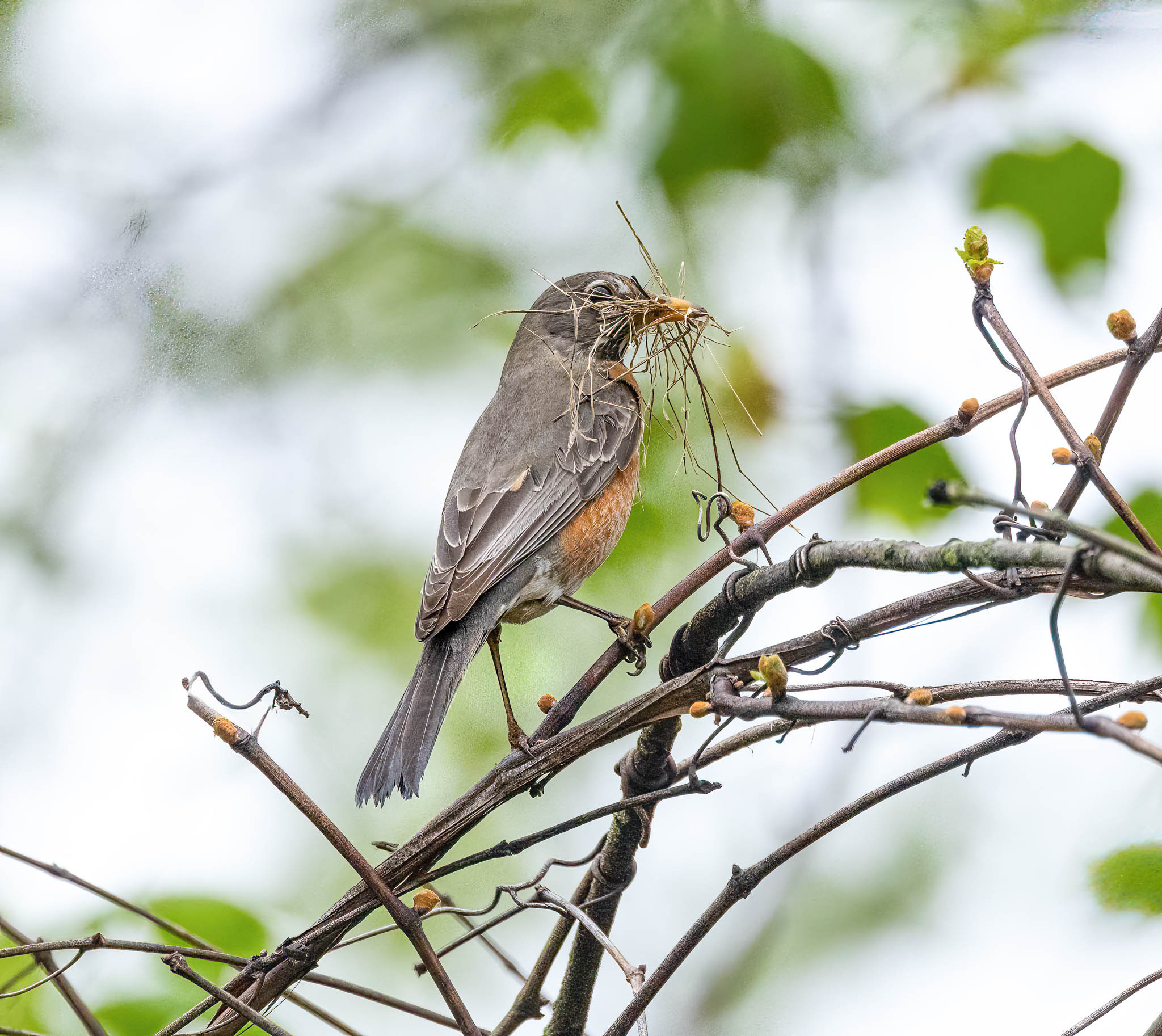 American Robin