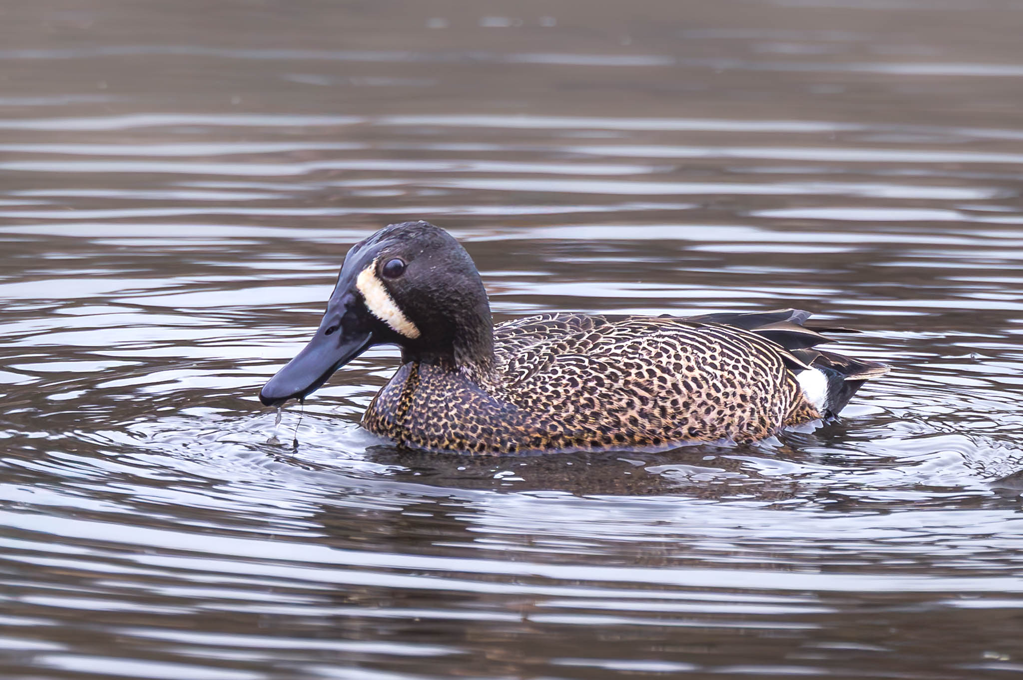 Blue Winged Teal