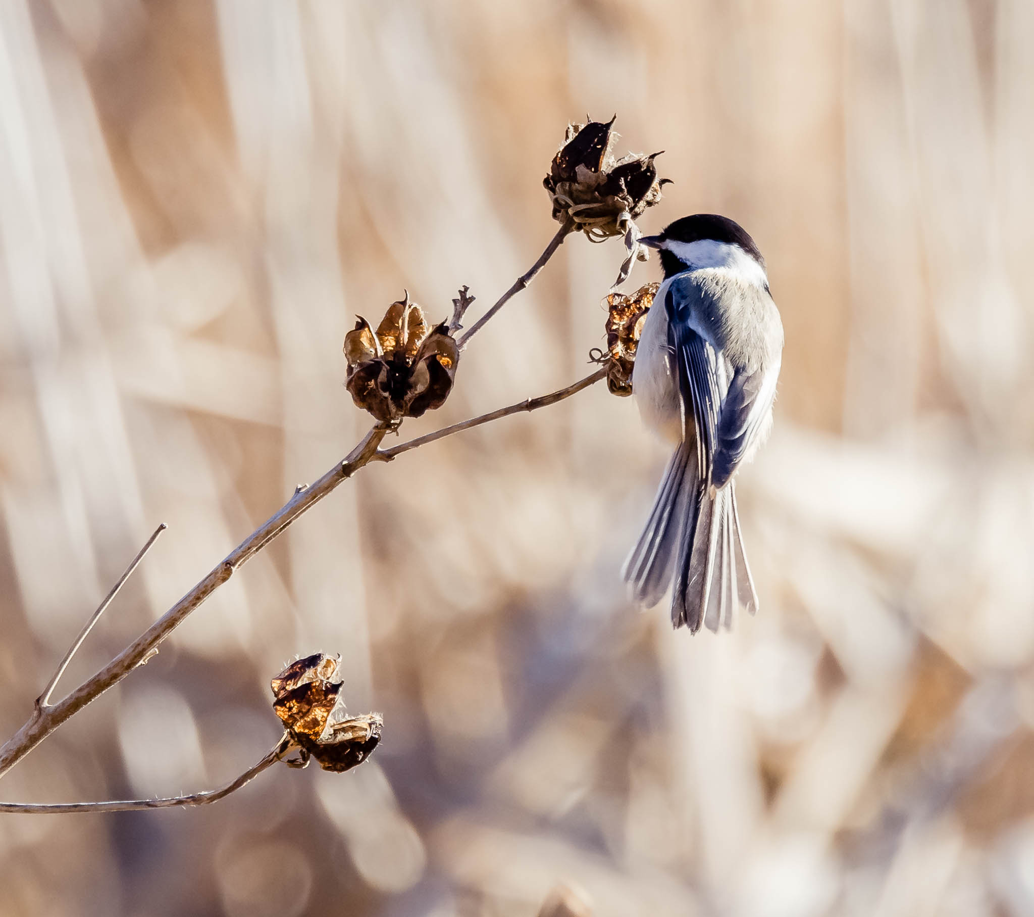 Carolina Chickadee
