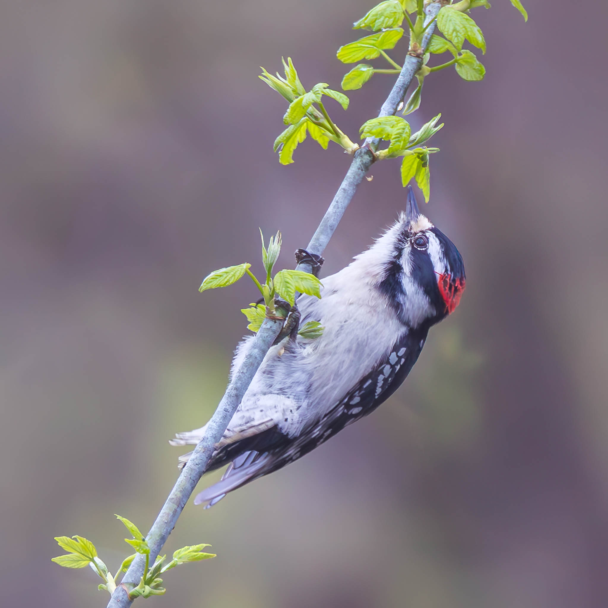 Downy Woodpecker