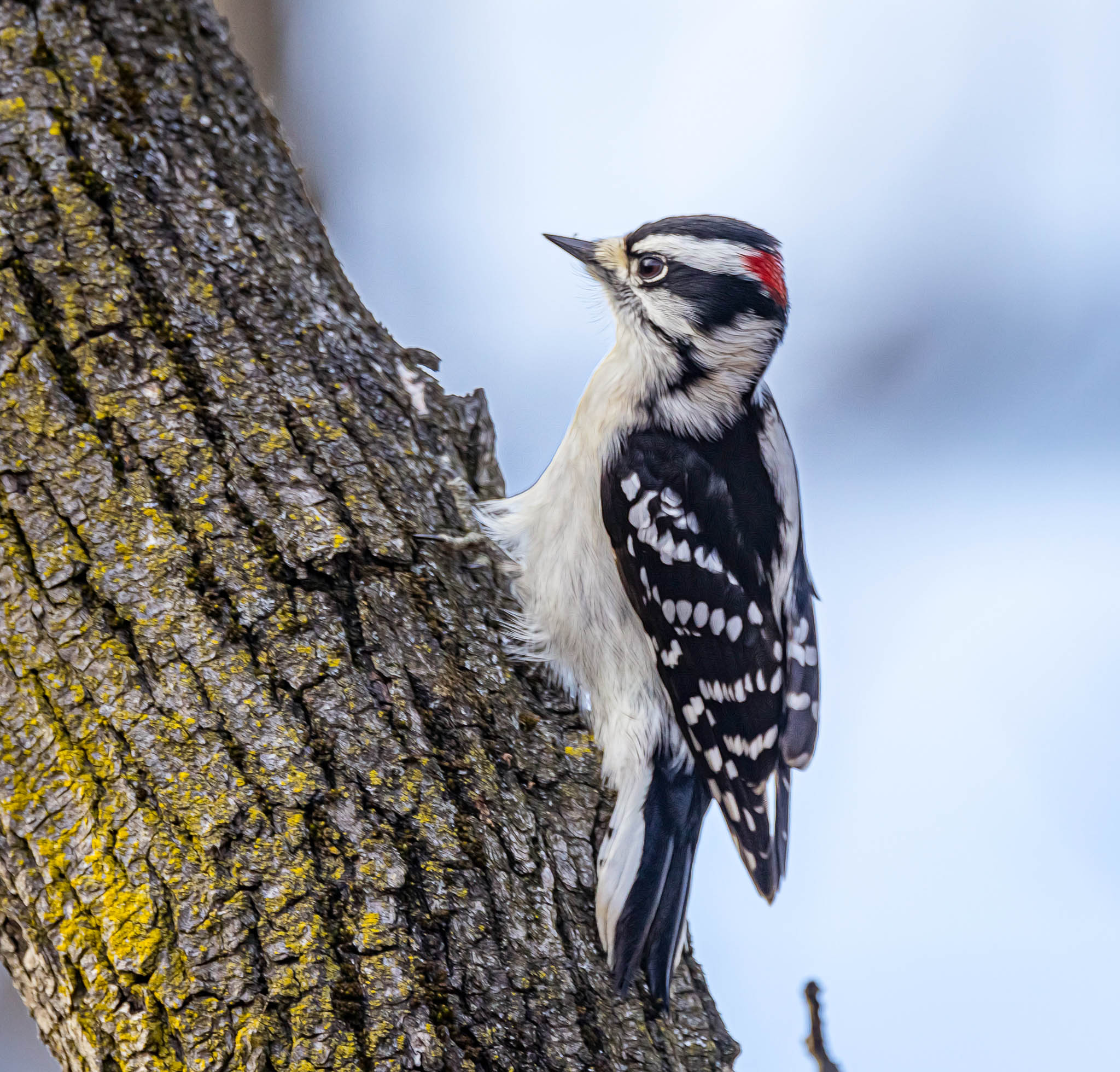 Downy Woodpecker