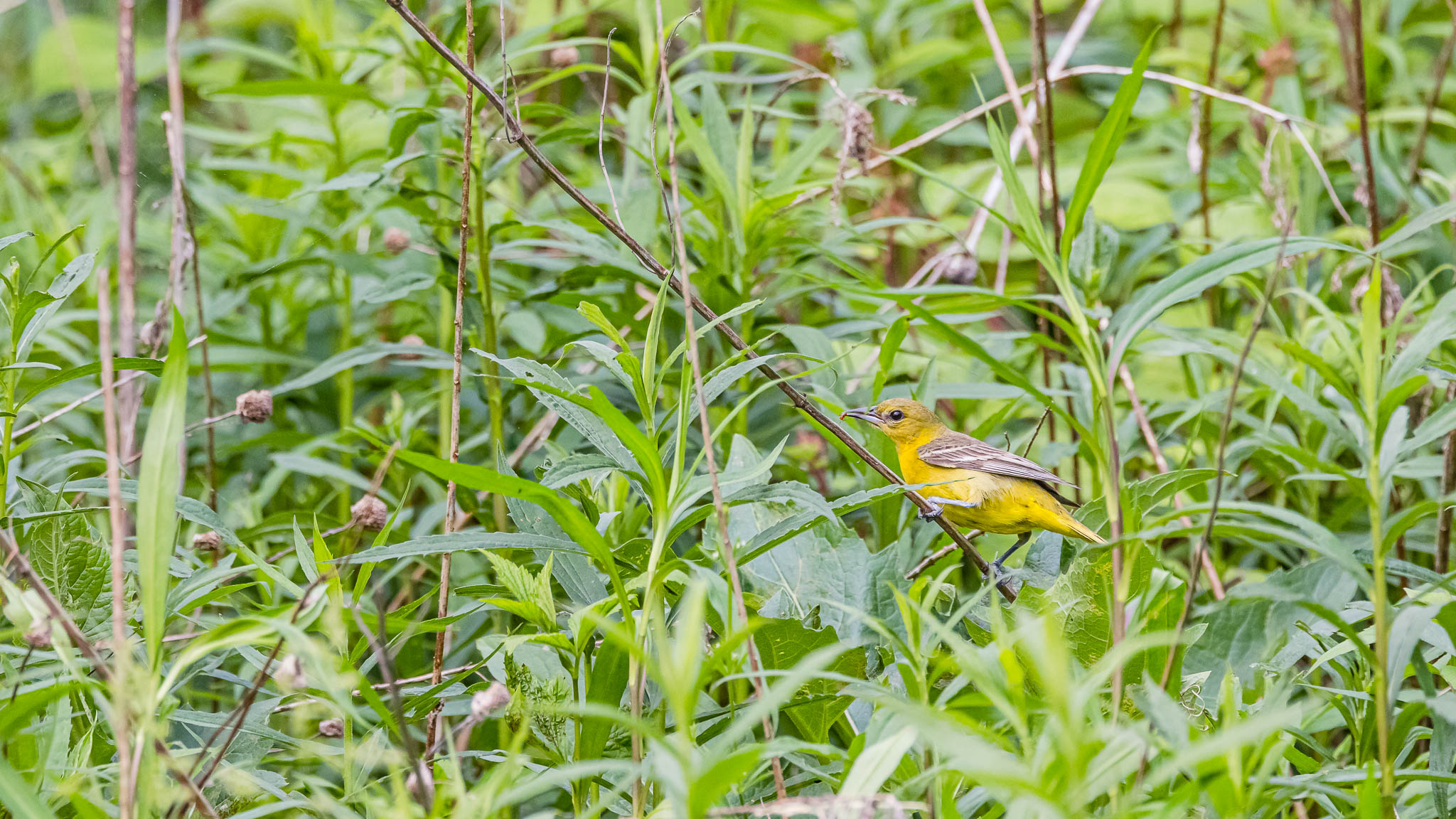 Female Orchard Oriole