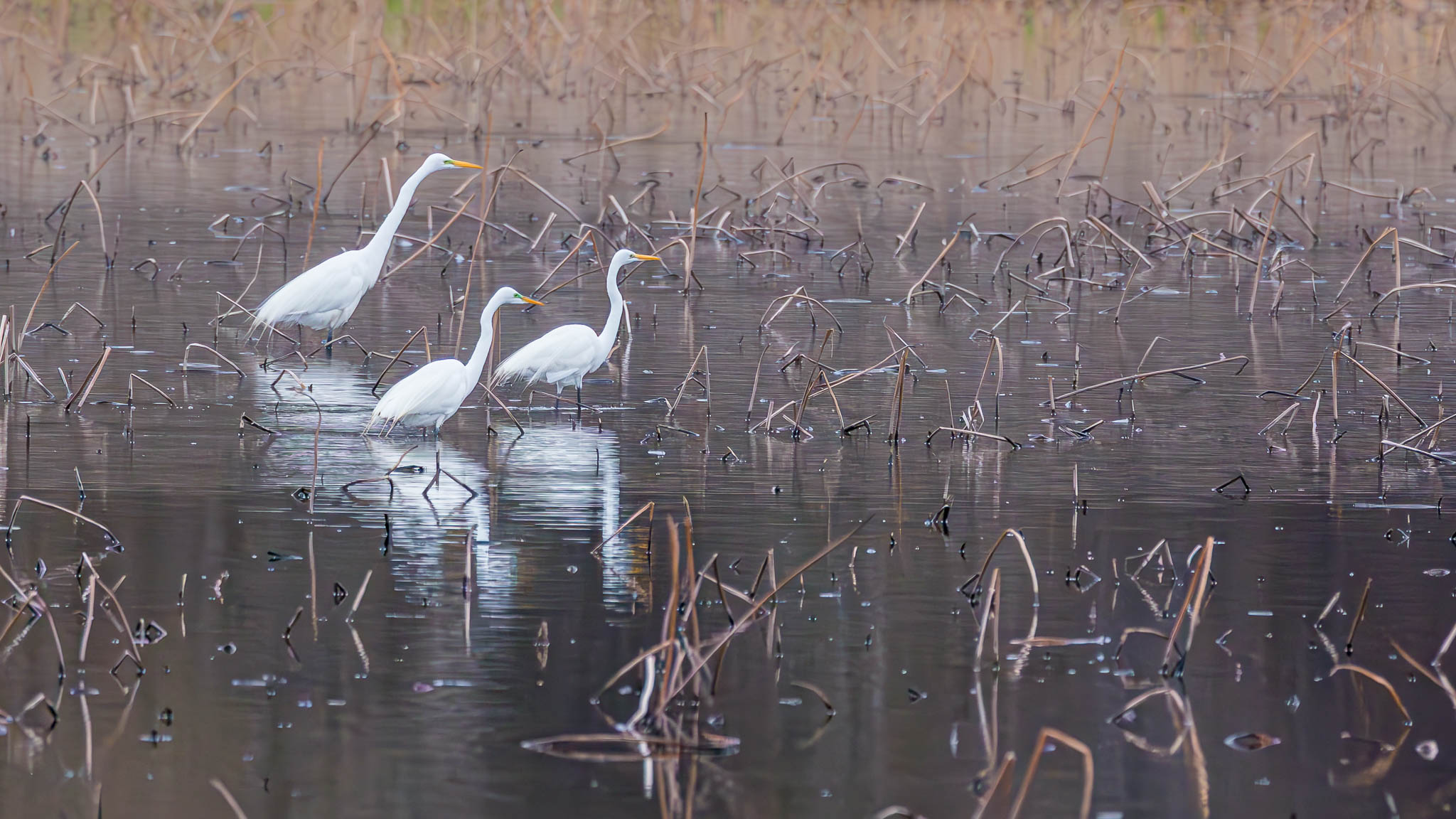 Great Egret