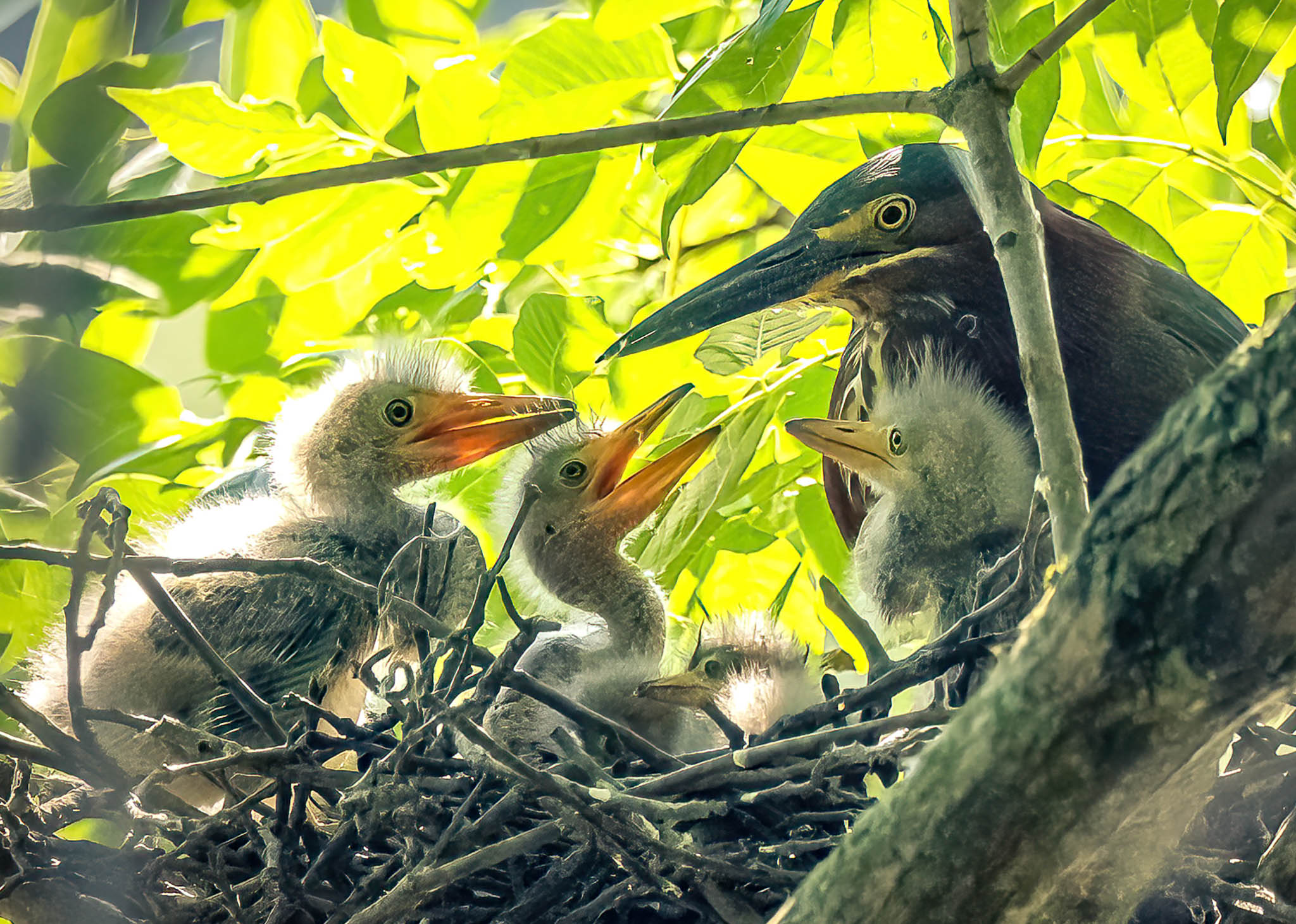 Green Heron Nestlings