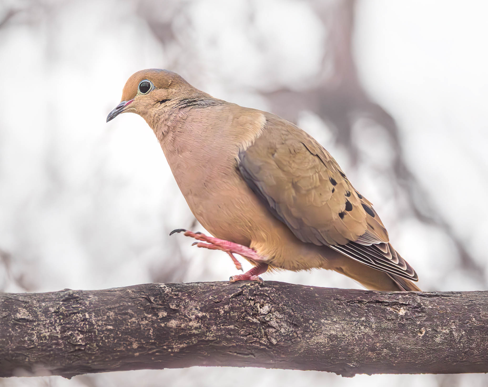 Mourning Dove