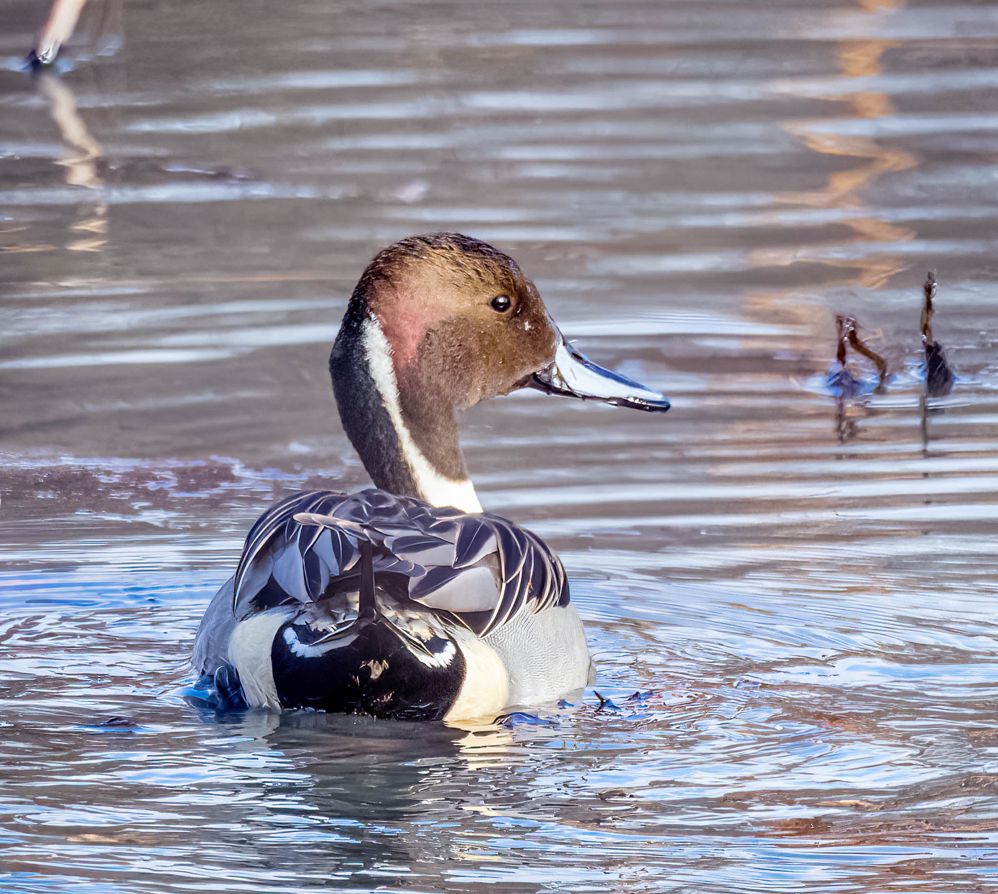 Northern Pintail