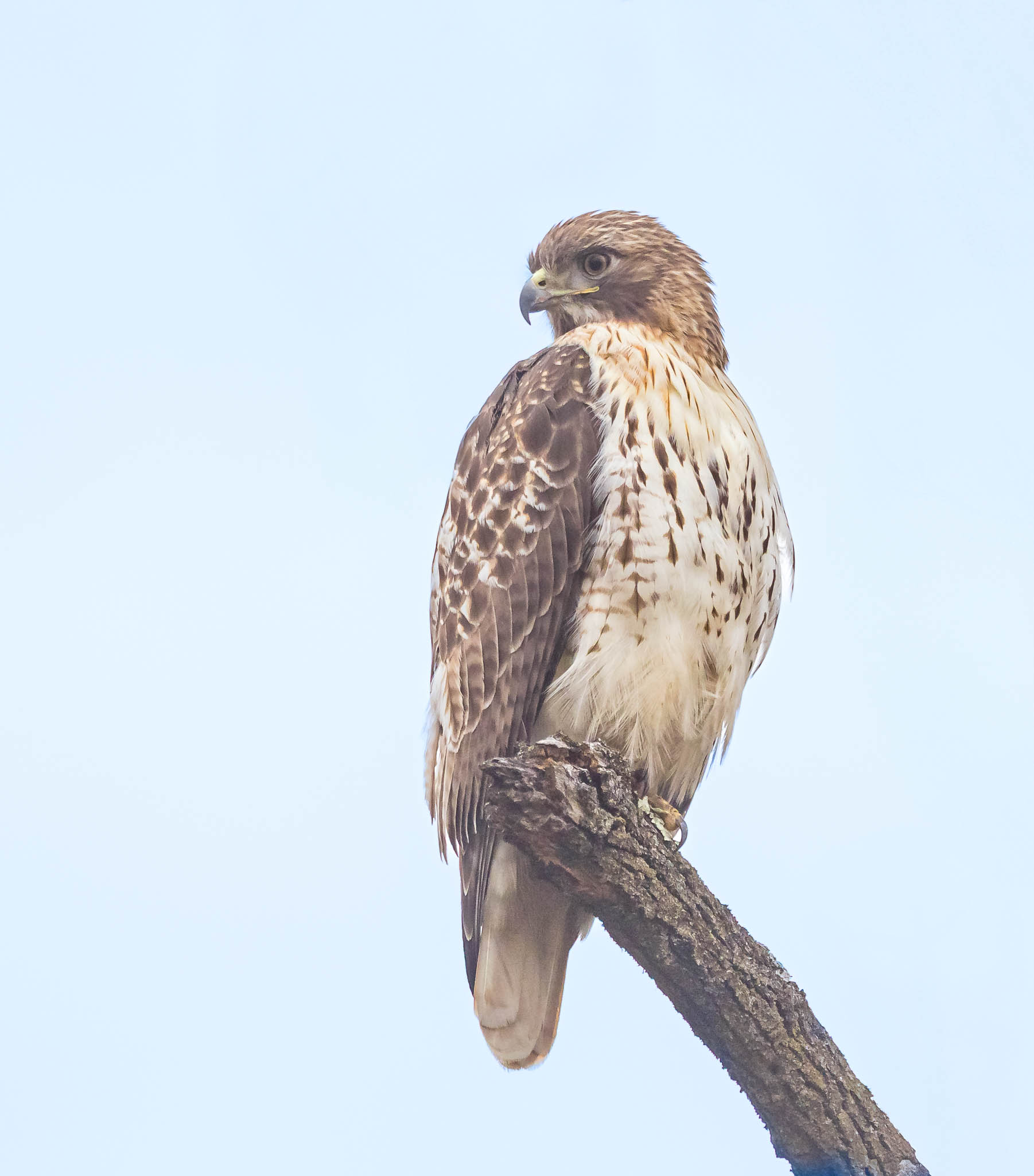 Red Tailed Hawk