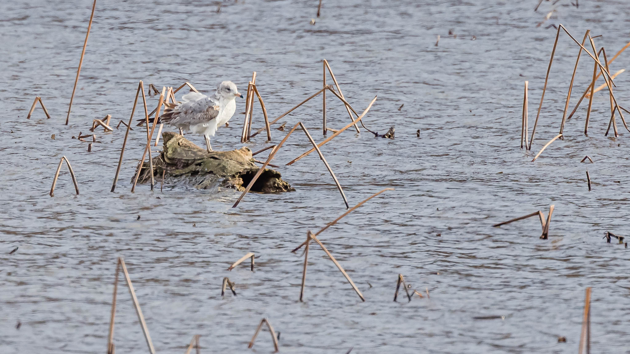 Ring Billed Gull