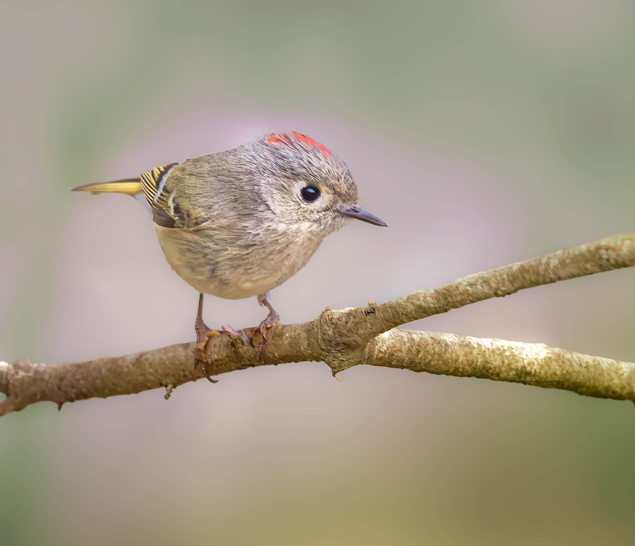 Ruby Crowned Kinglet