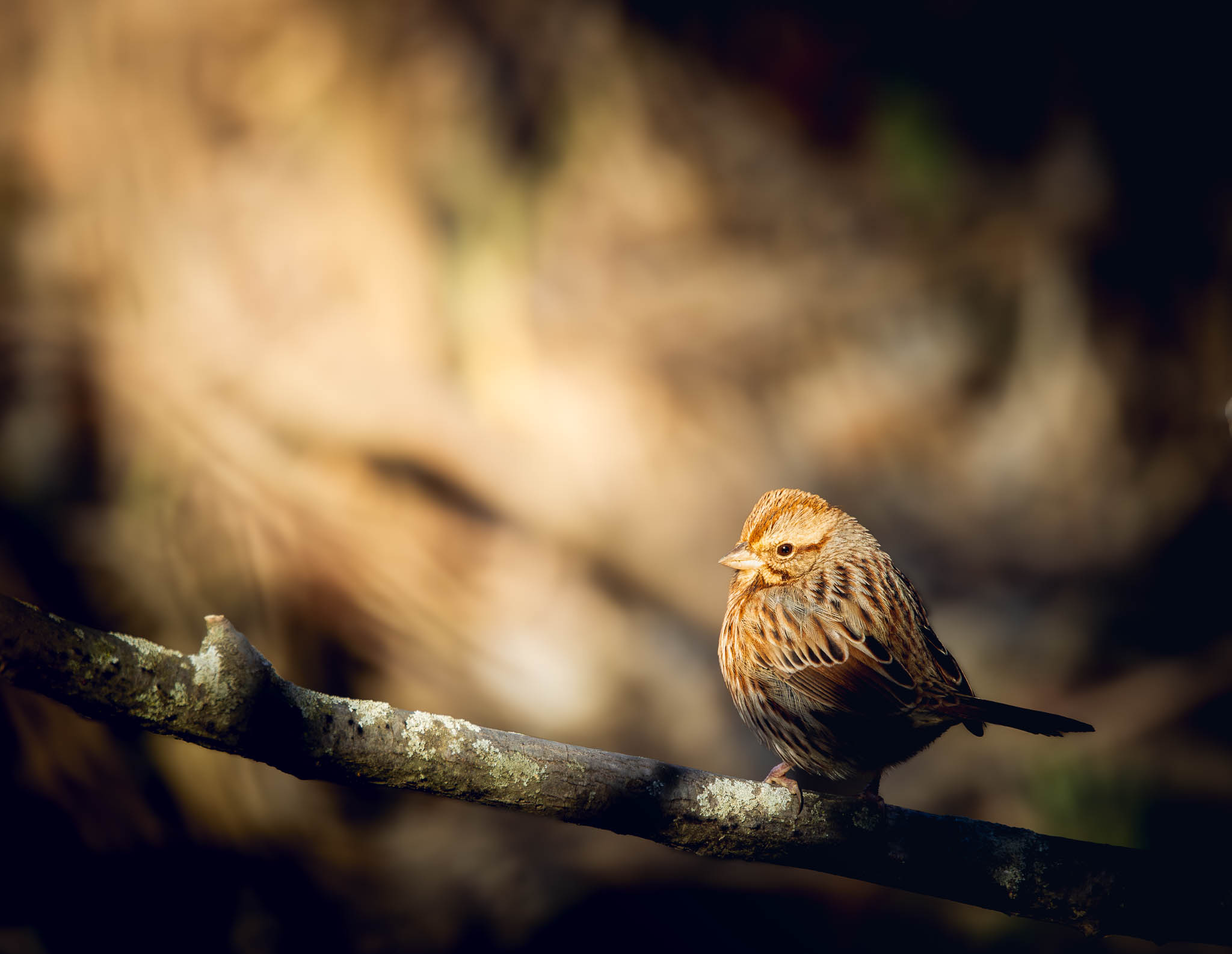 Song Sparrow