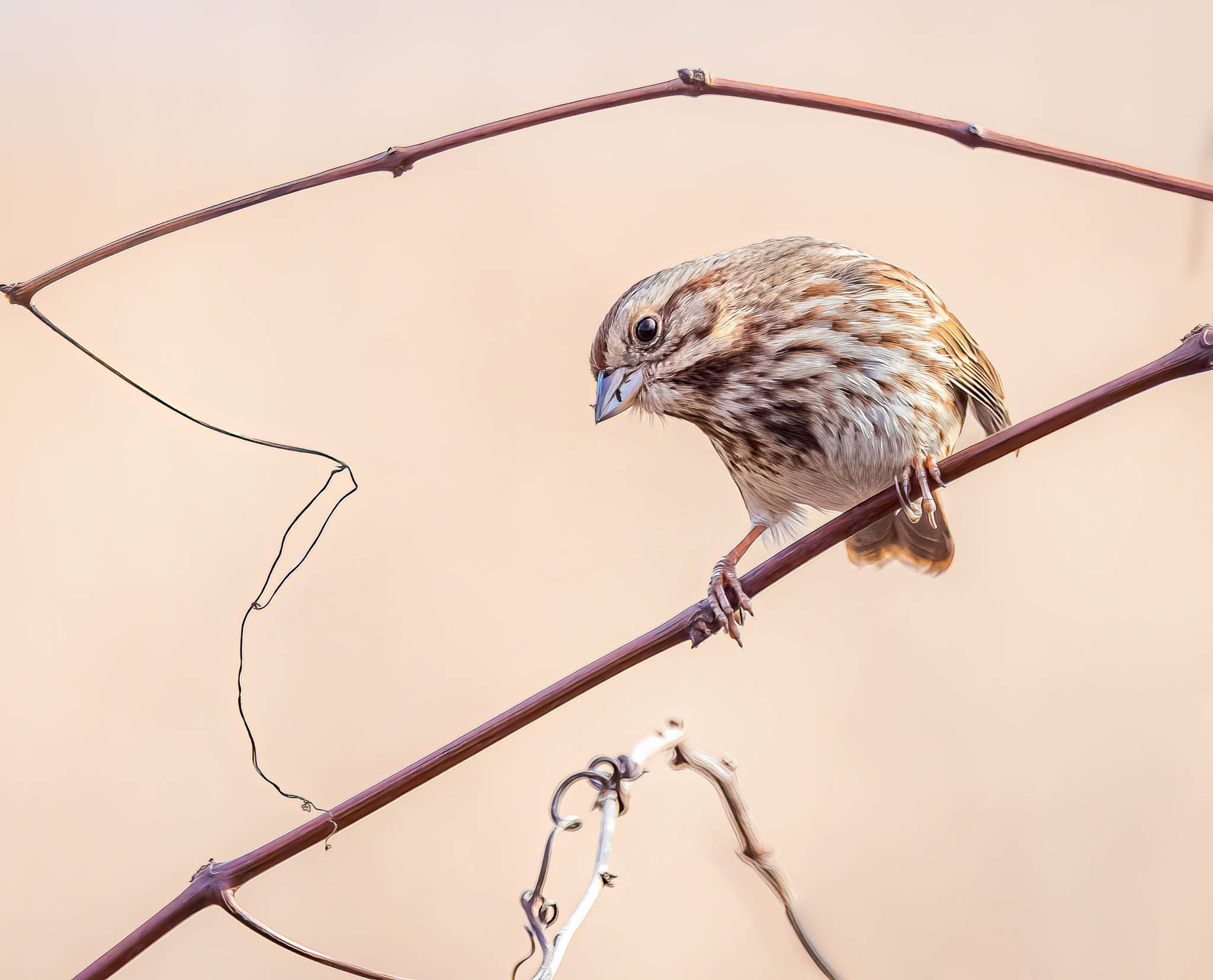 Song Sparrow
