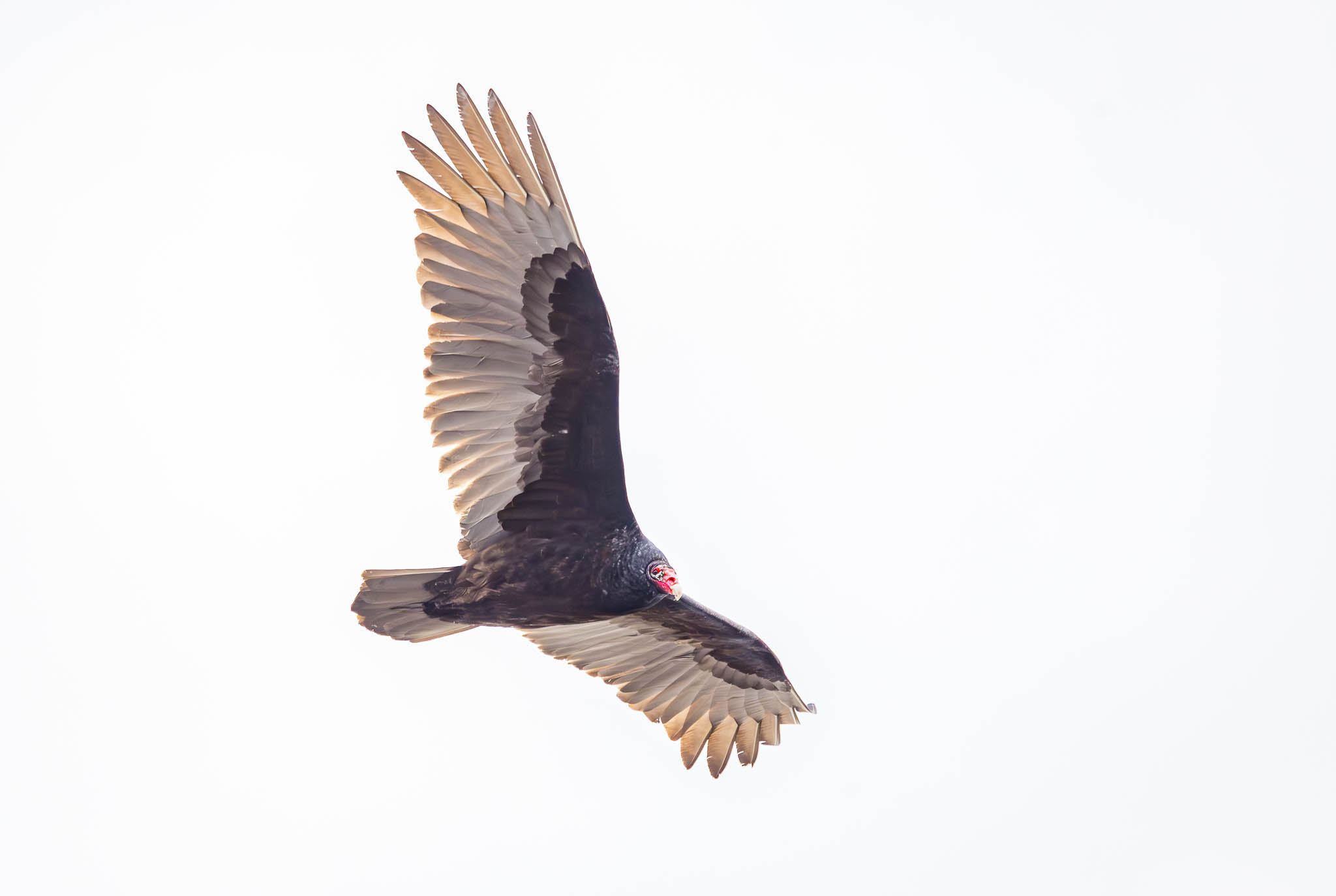Turkey Vulture