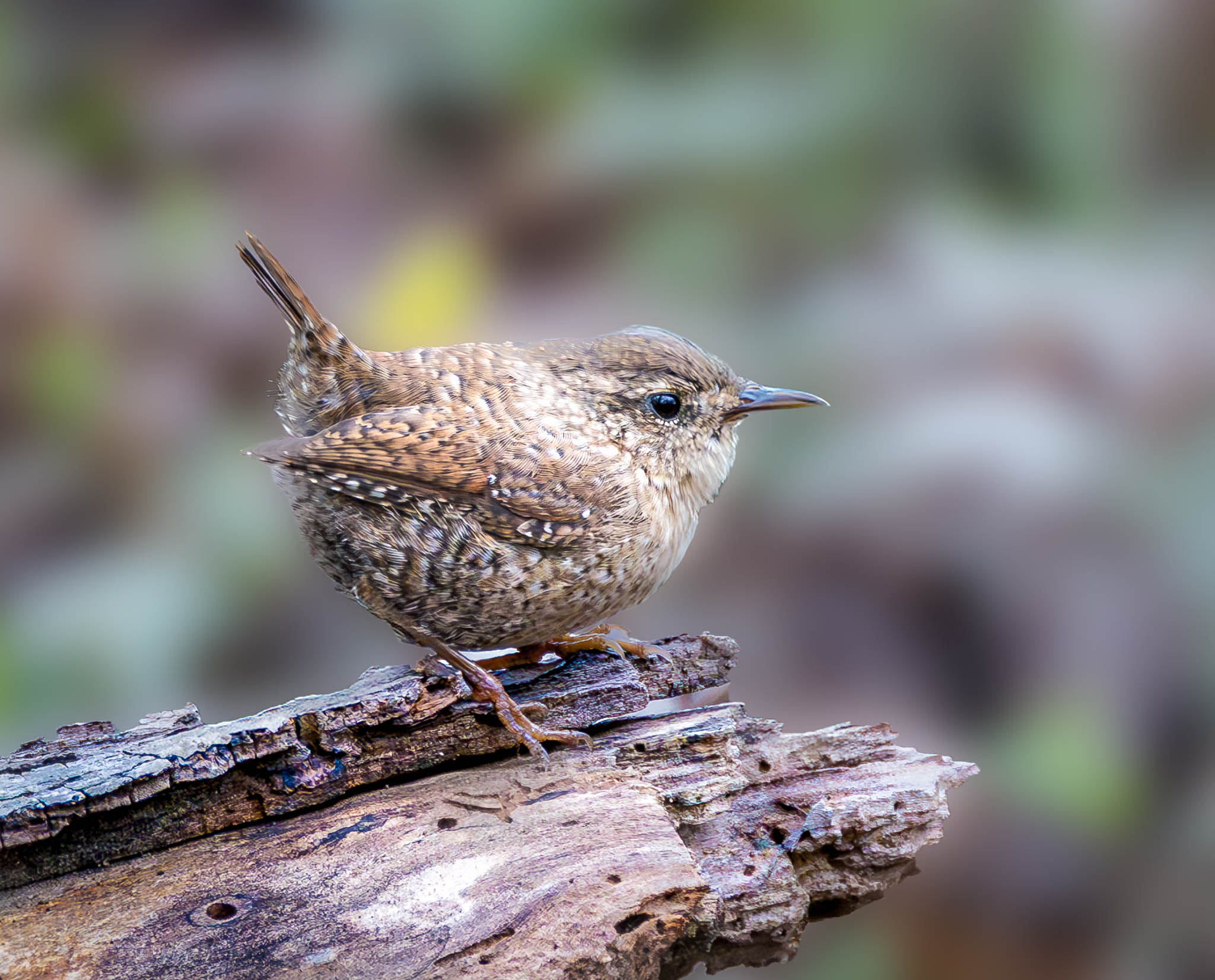 Winter Wren