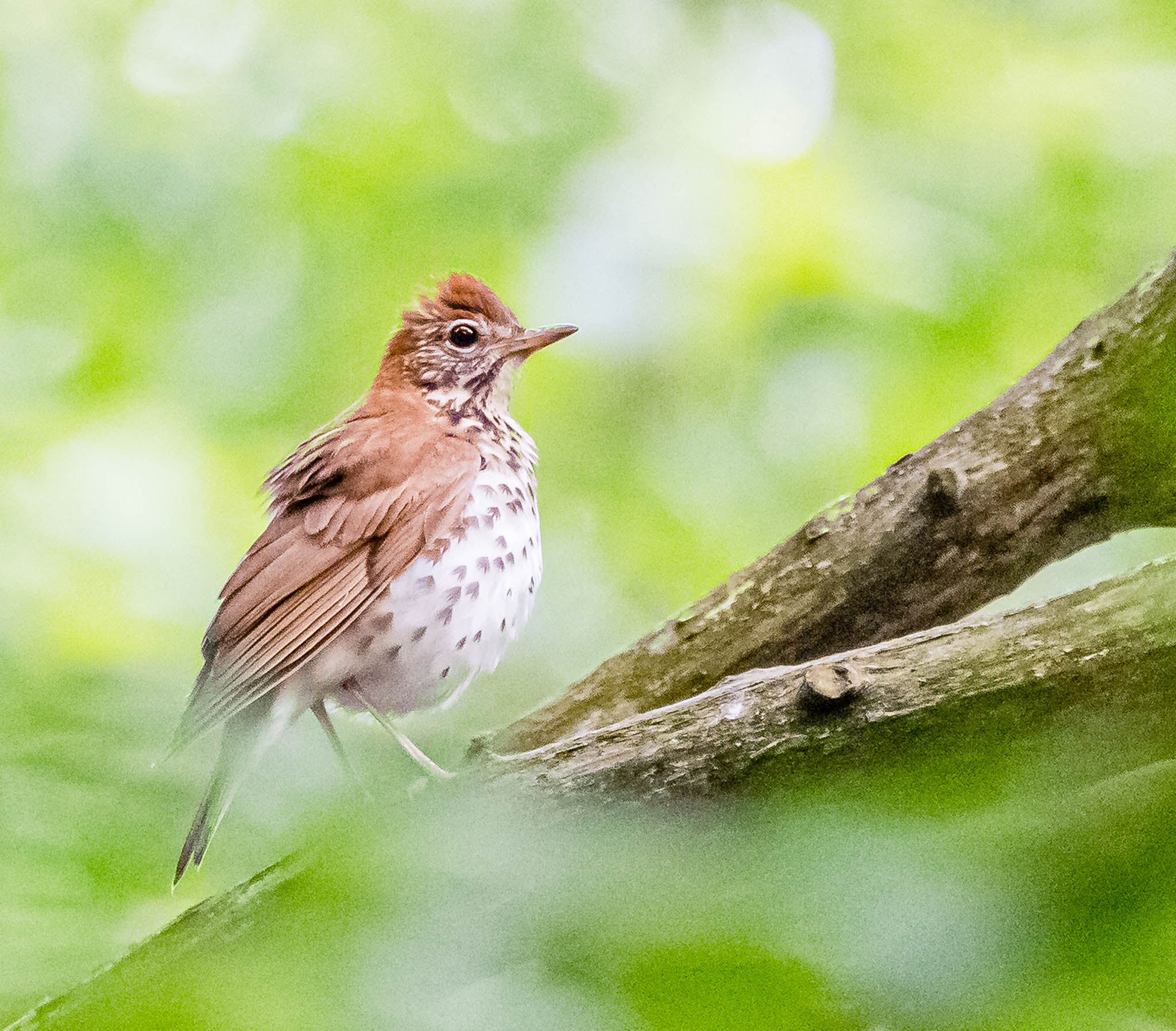 Wood Thrush