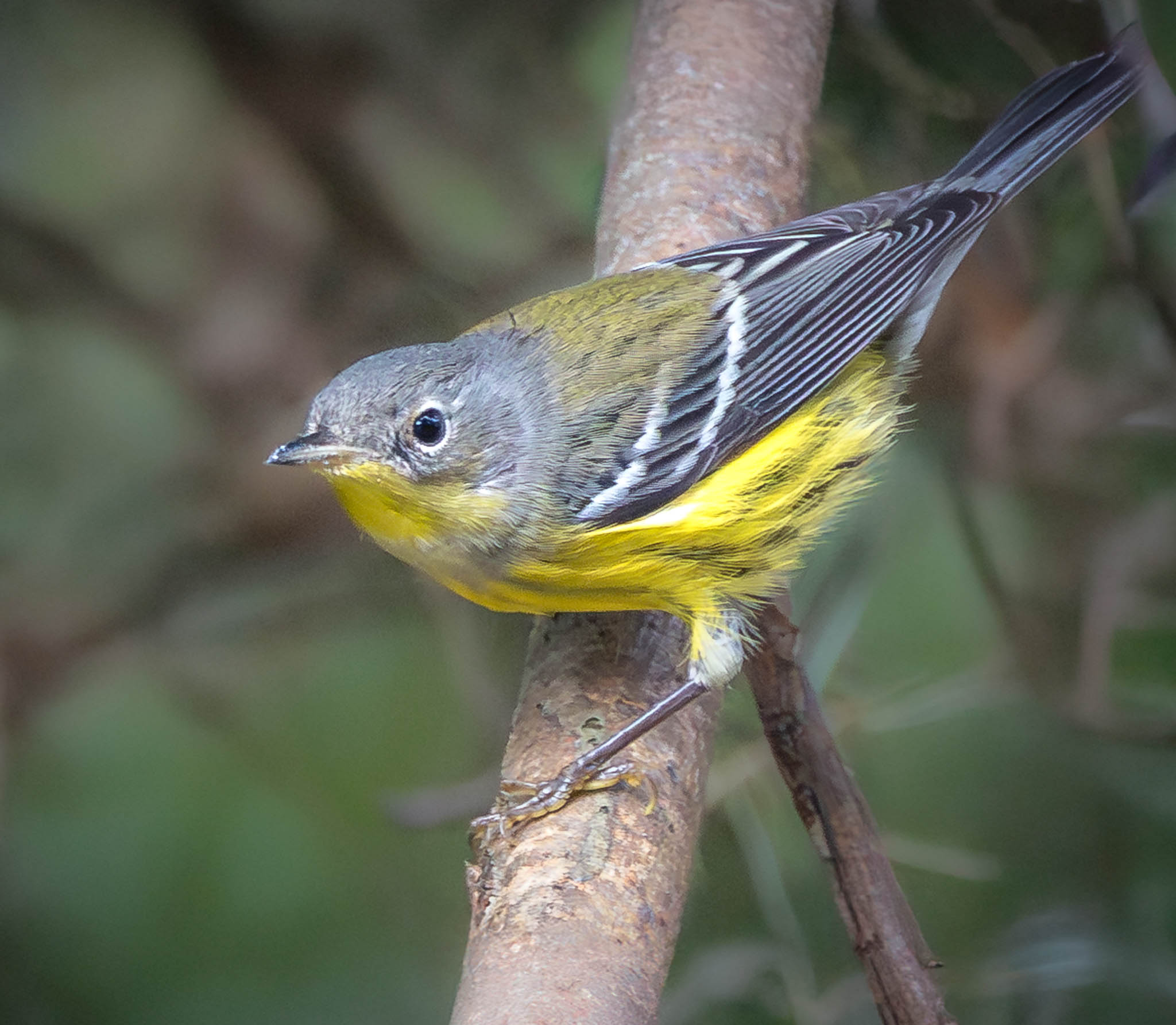 Magnolia Warbler