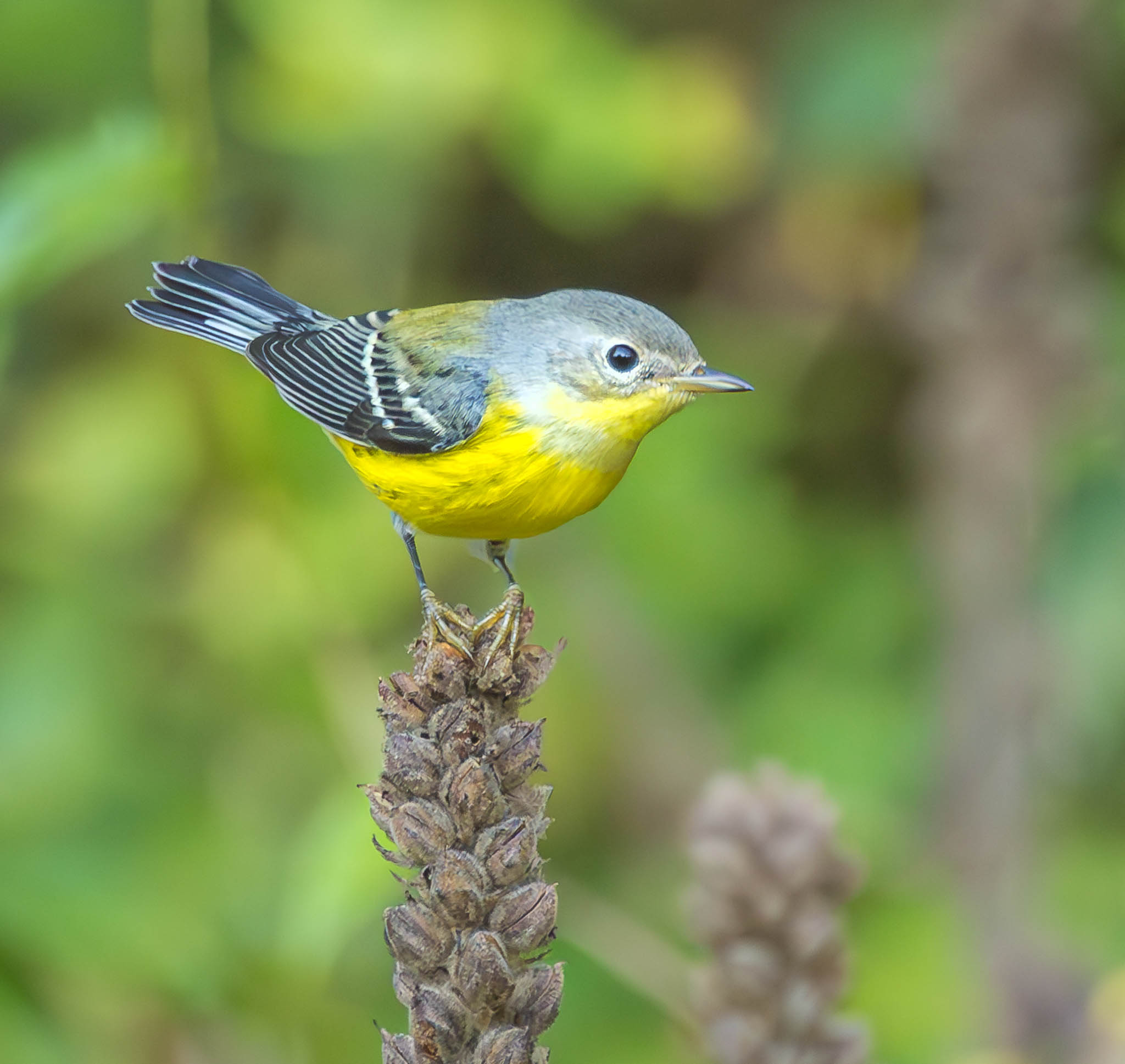 Magnolia Warbler