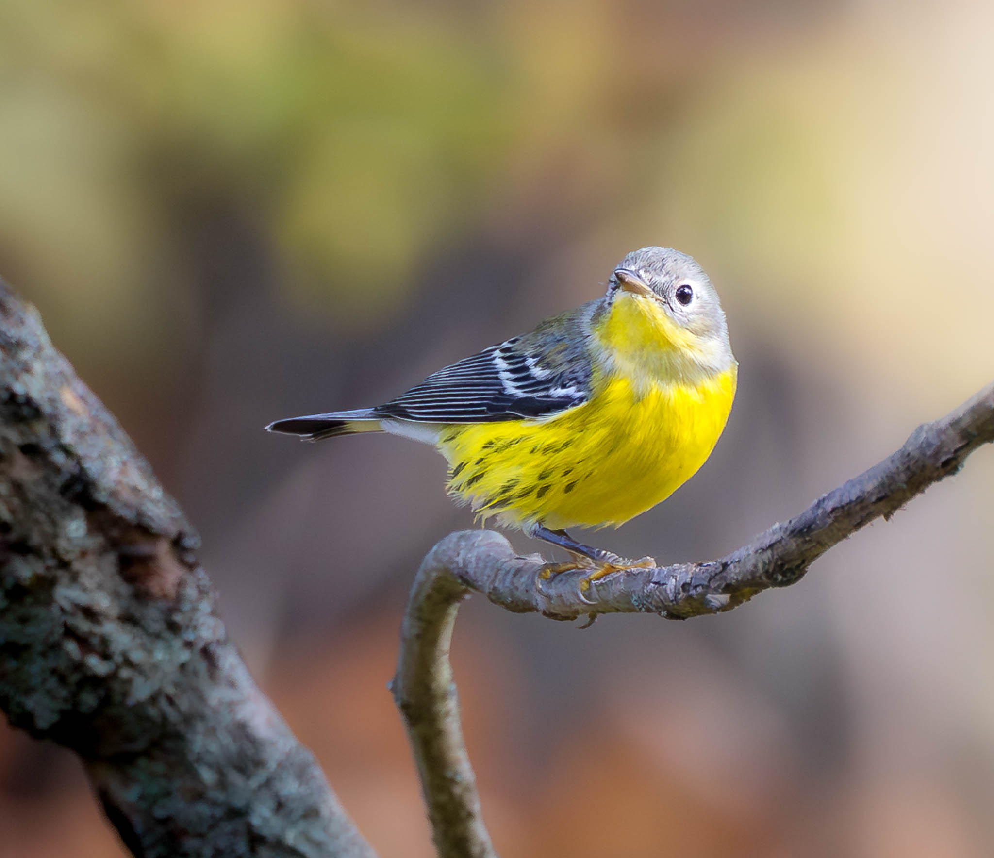 Magnolia Warbler