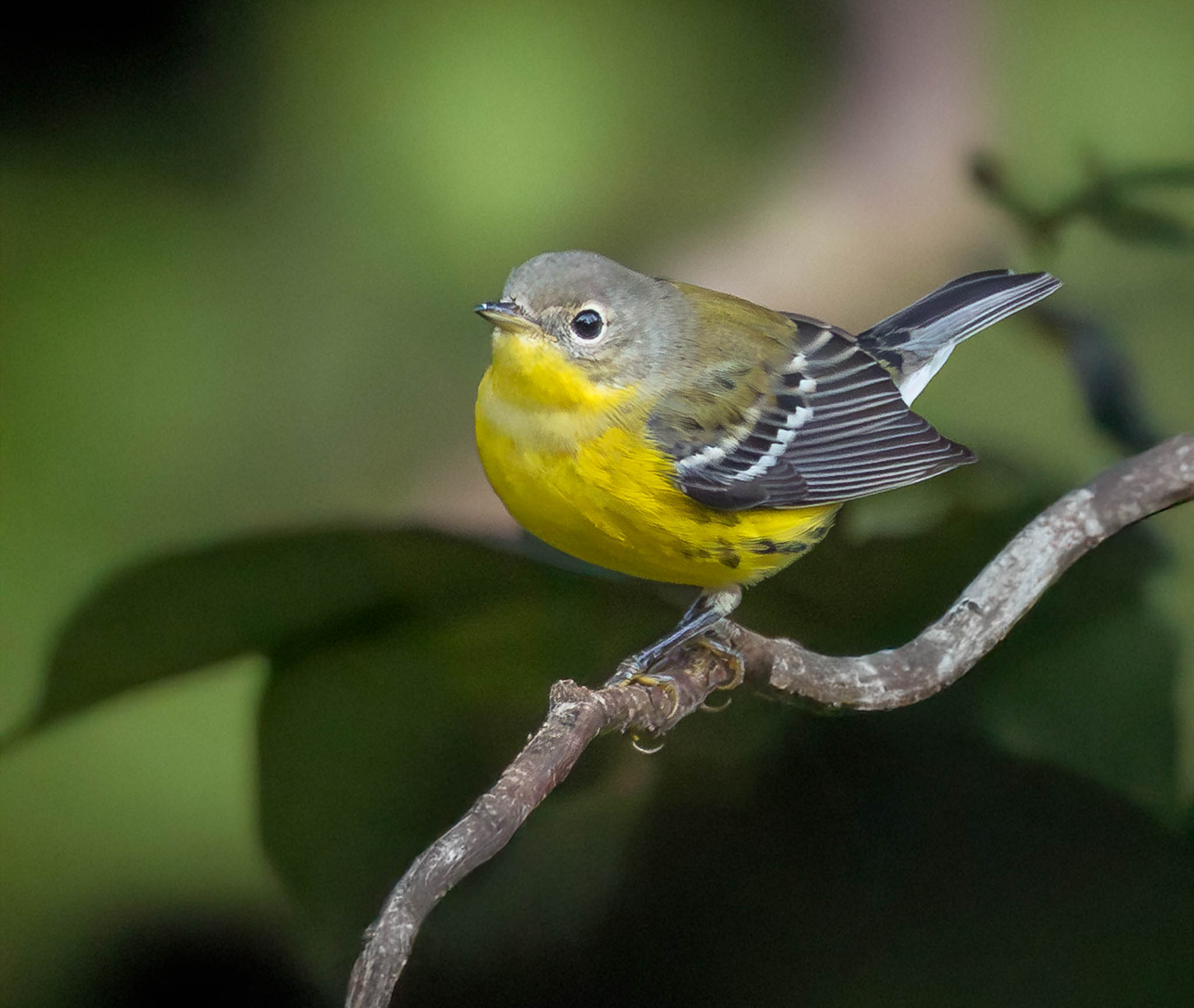 Magnolia Warbler