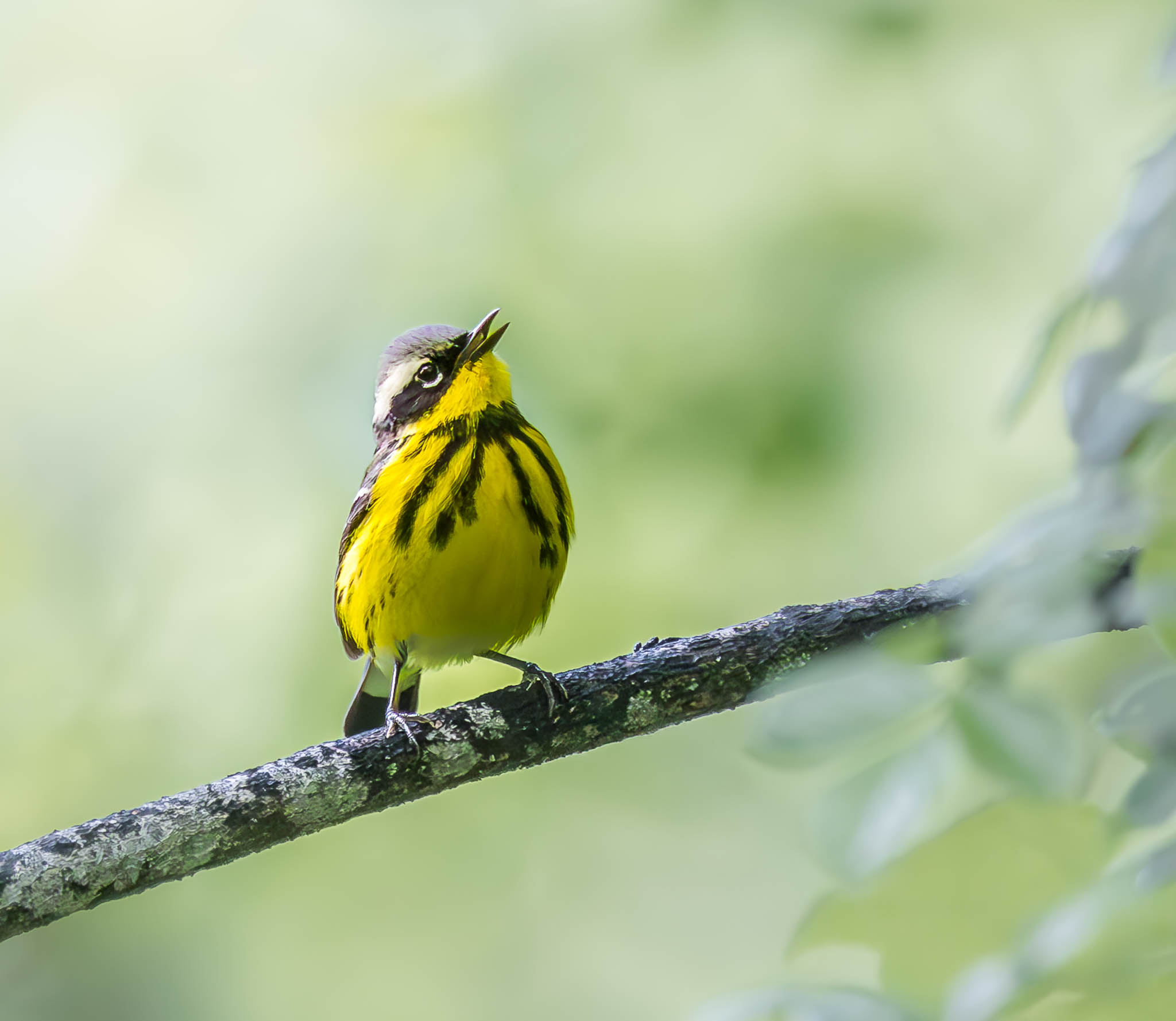 Magnolia Warbler