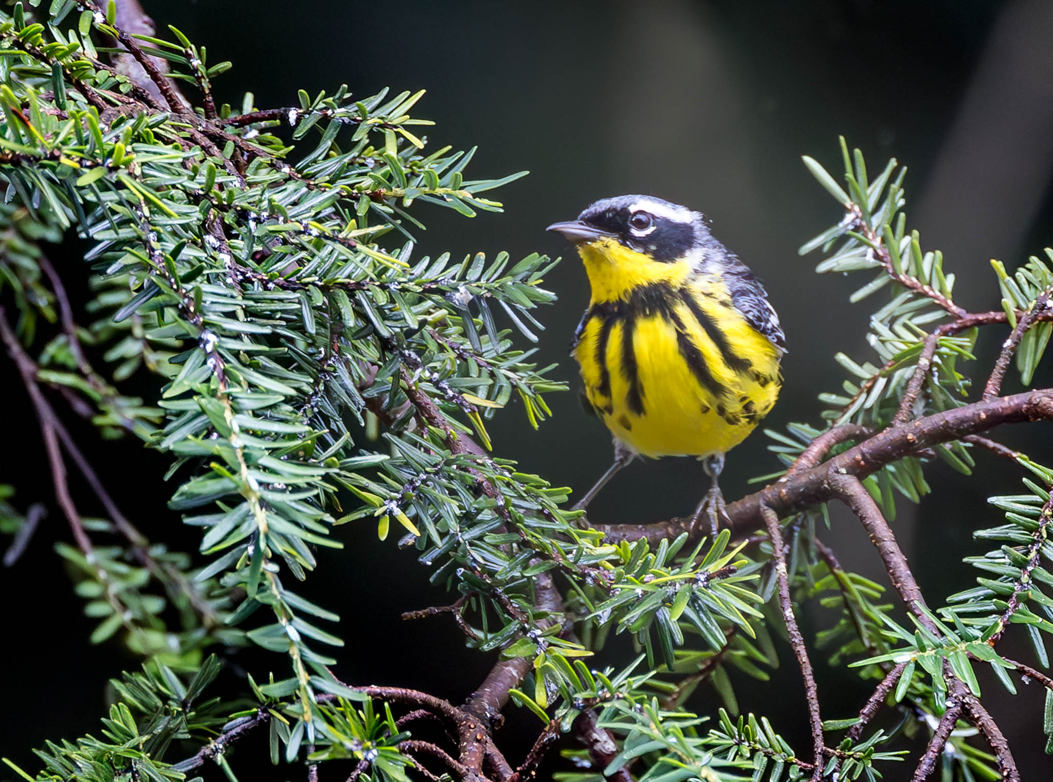 Magnolia Warbler