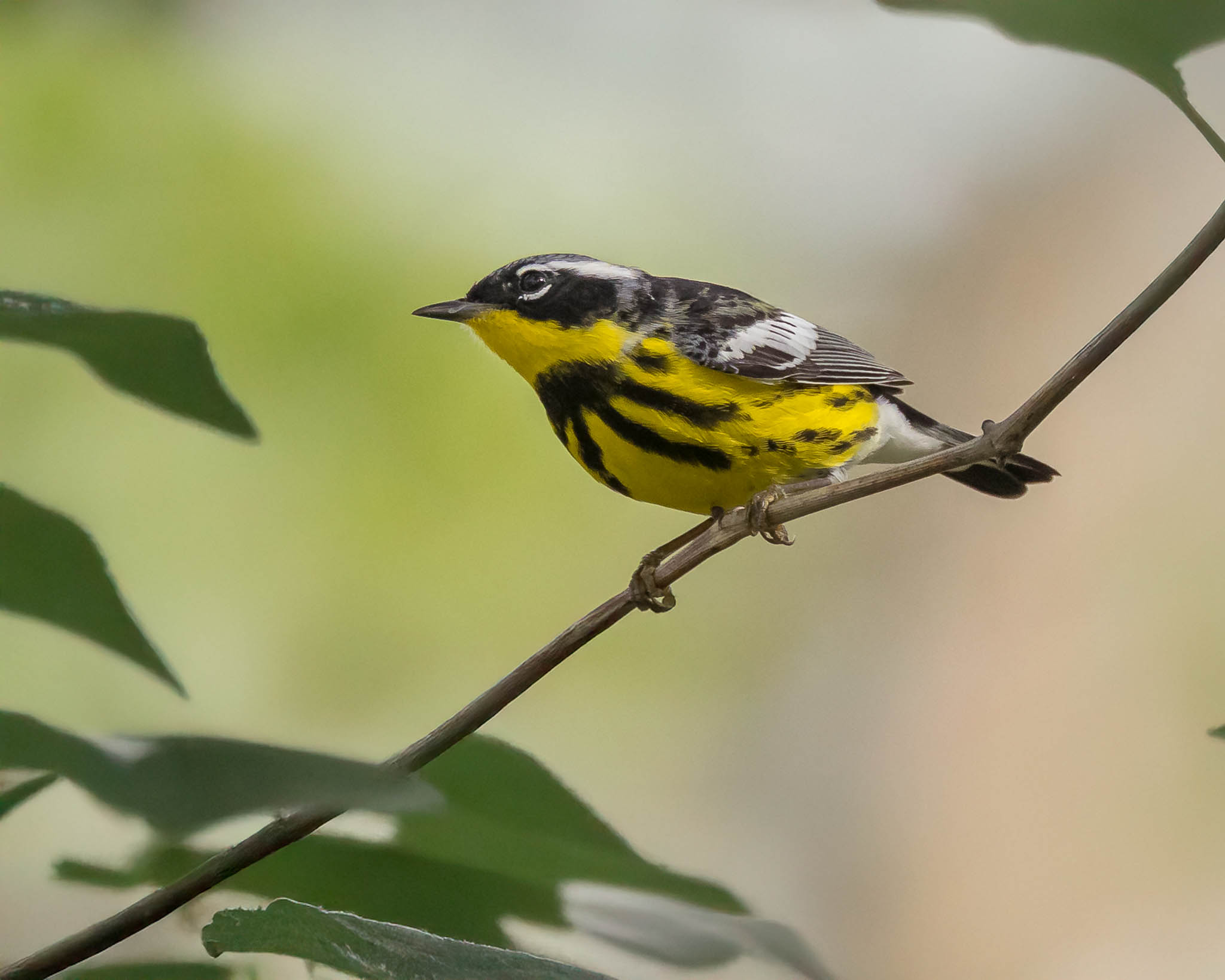 Magnolia Warbler