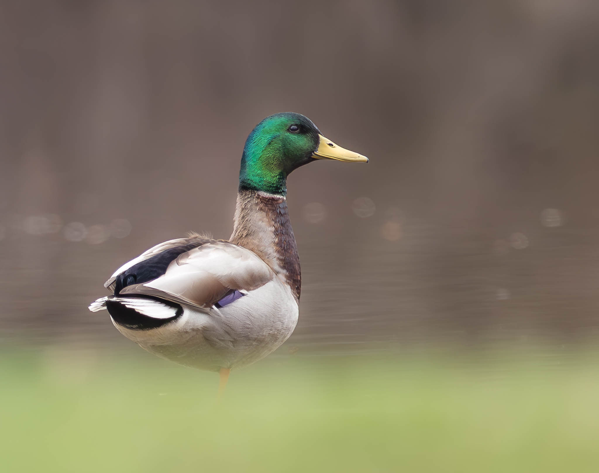 Mallard