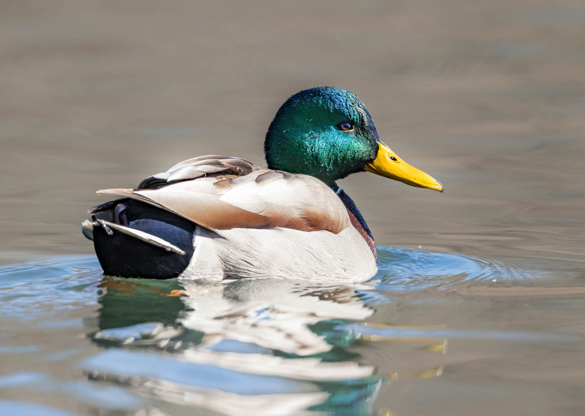 Mallard