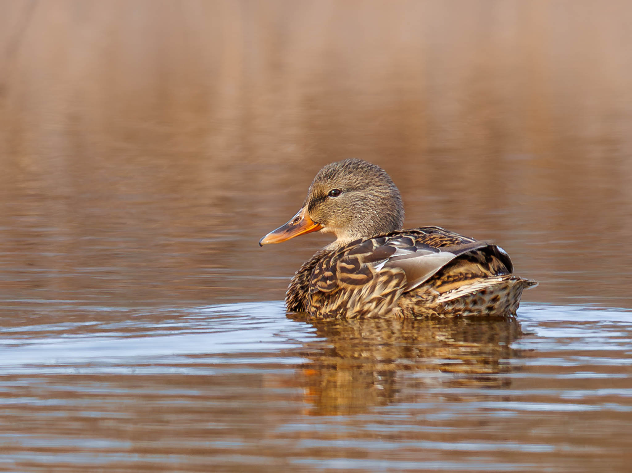 Mallard